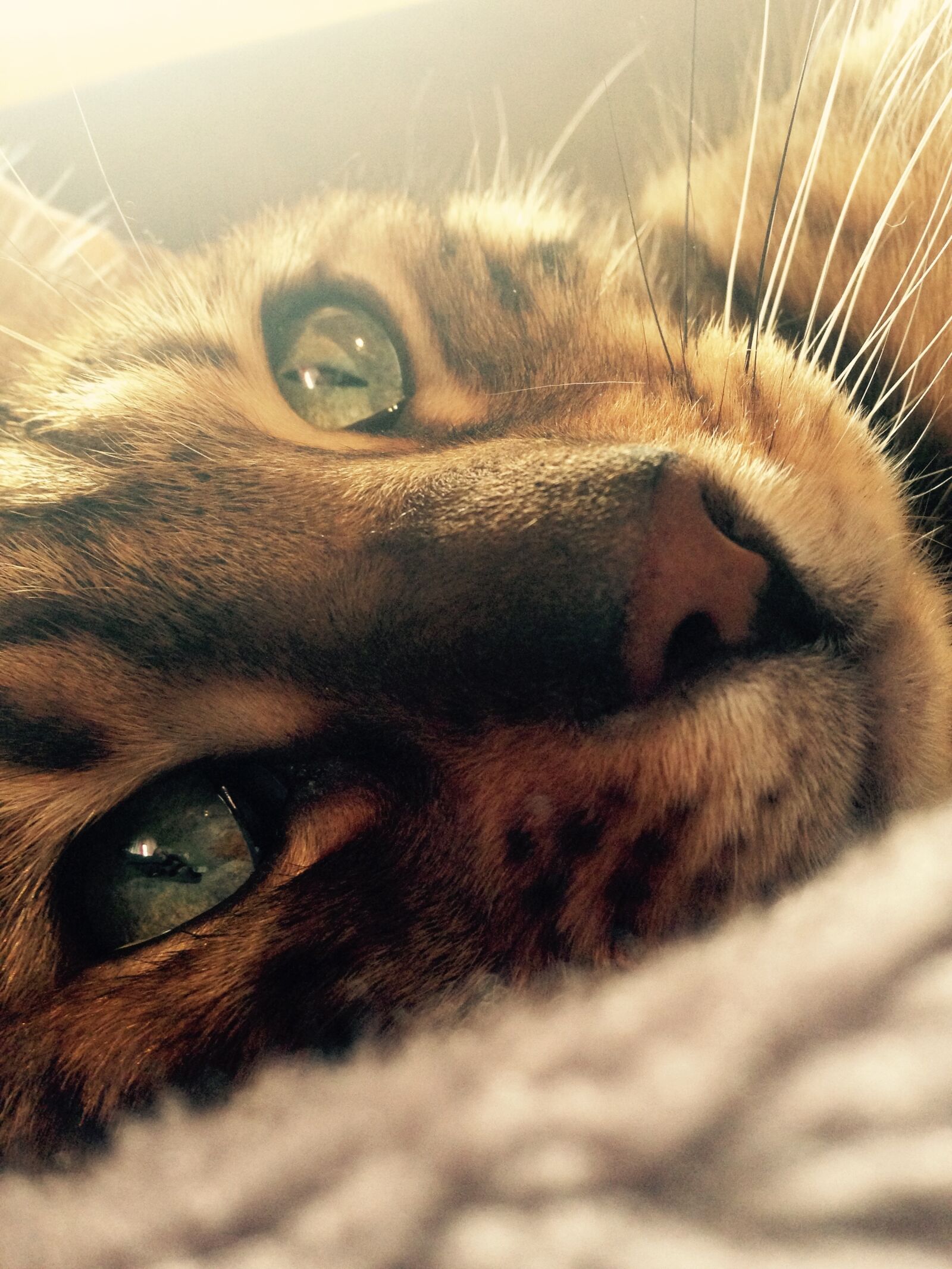 iPhone 5 back camera 4.12mm f/2.4 sample photo. Cat, bengal, cat's eye photography