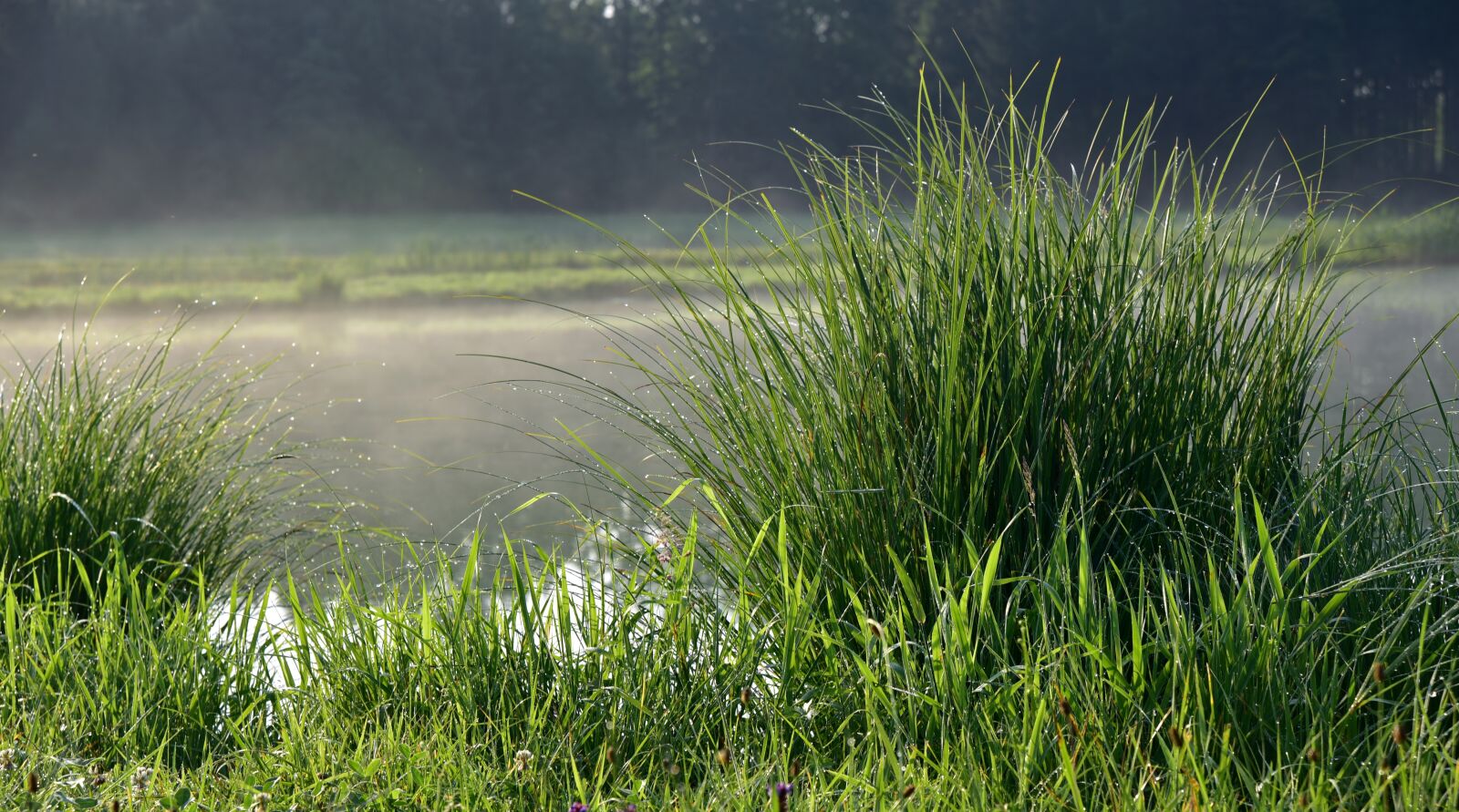 Nikon D750 sample photo. Grass, morgentau, dewdrop photography