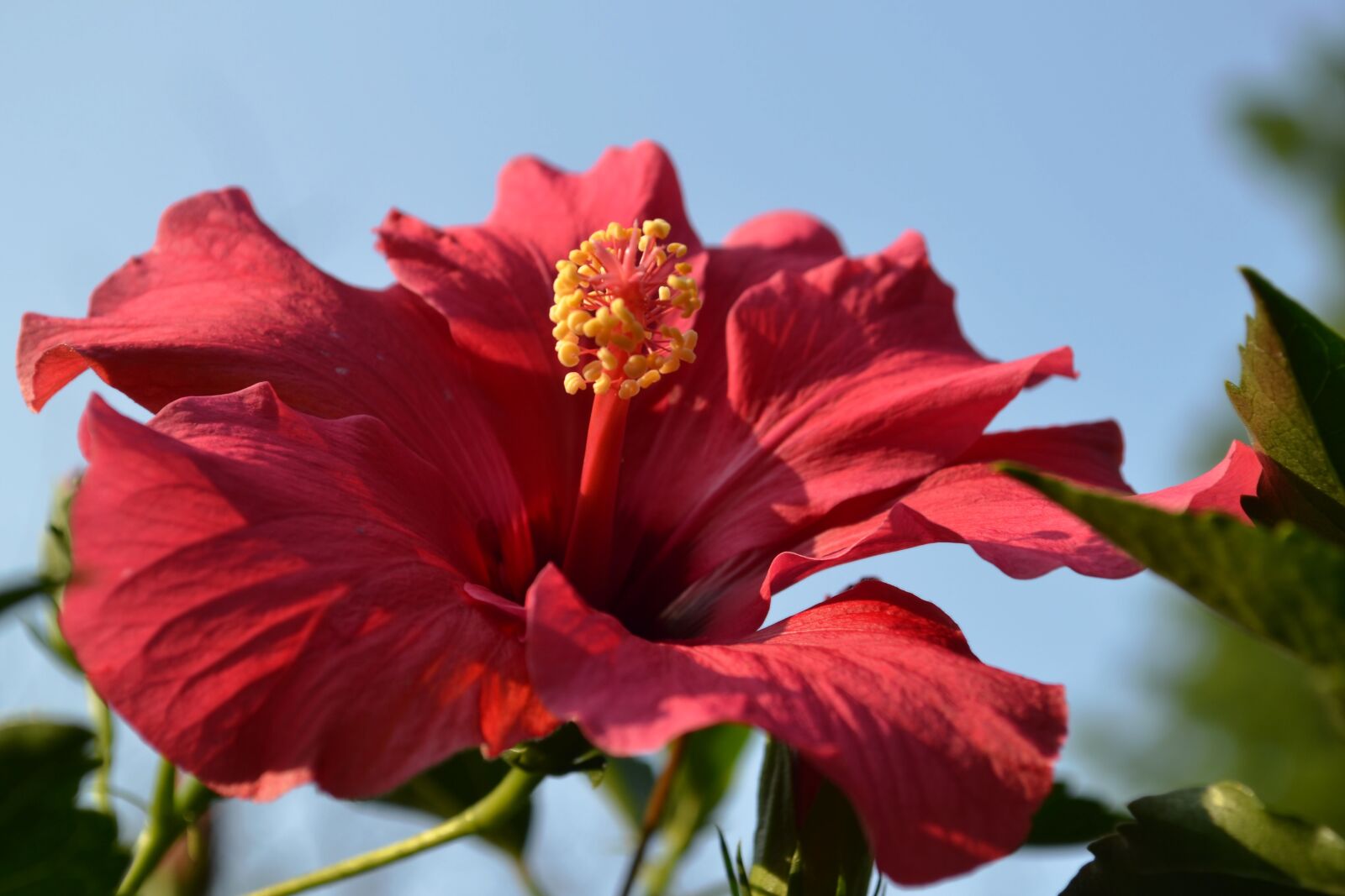 Nikon D3100 sample photo. Hibiscus, blossom, bloom photography