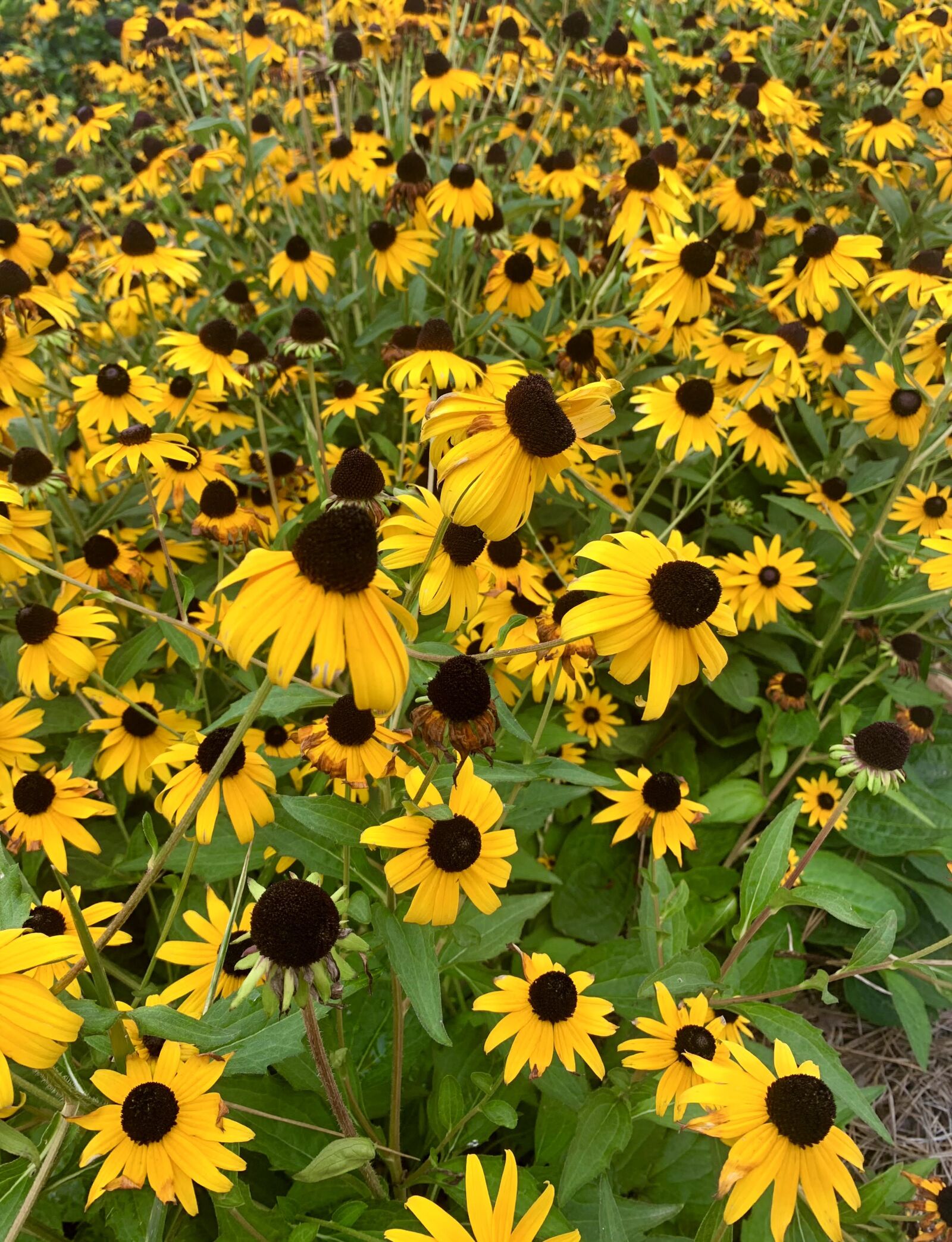 iPhone XR back camera 4.25mm f/1.8 sample photo. Daisy, cone flower, nature photography
