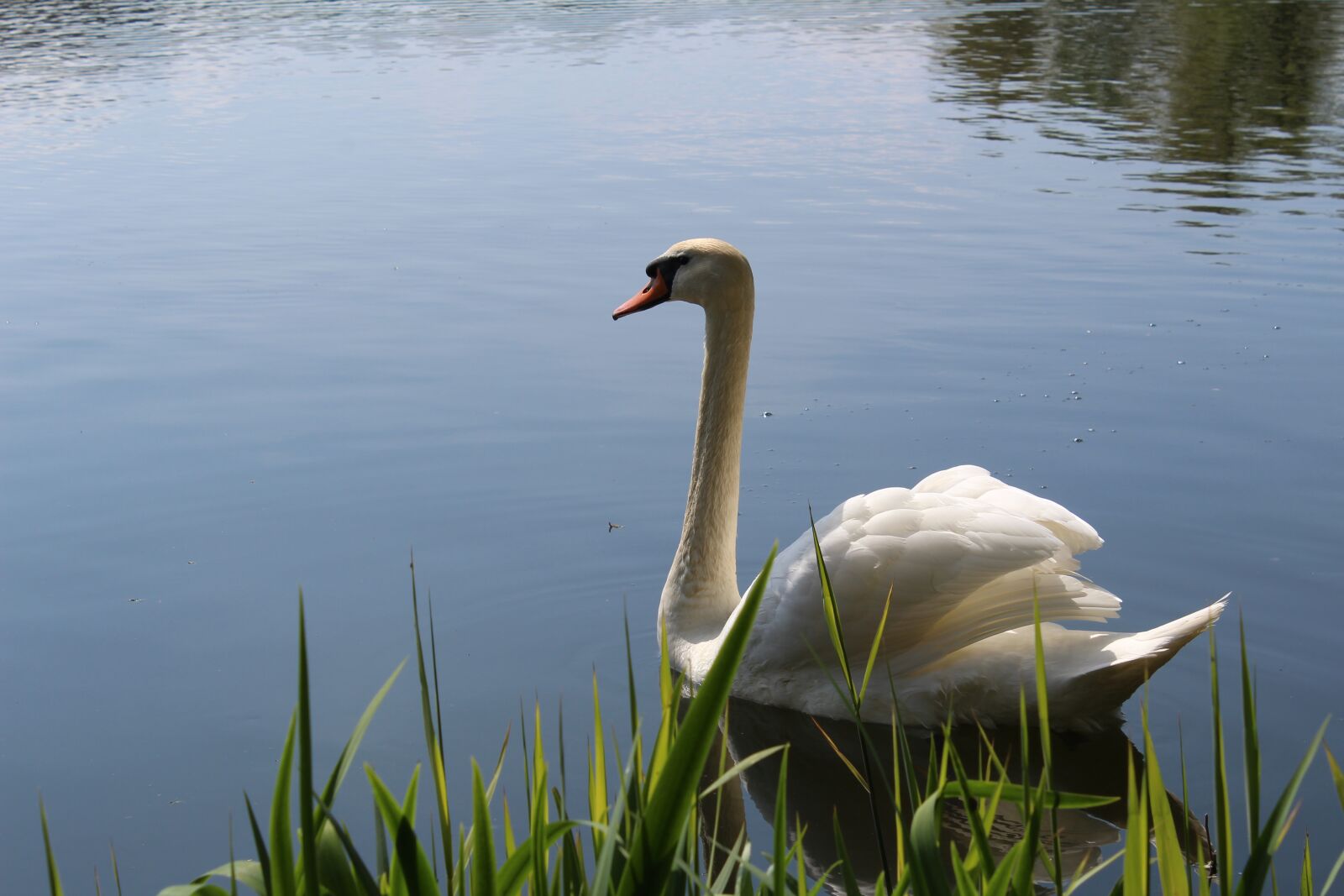 Canon EOS 1200D (EOS Rebel T5 / EOS Kiss X70 / EOS Hi) sample photo. Swan, bird, water bird photography