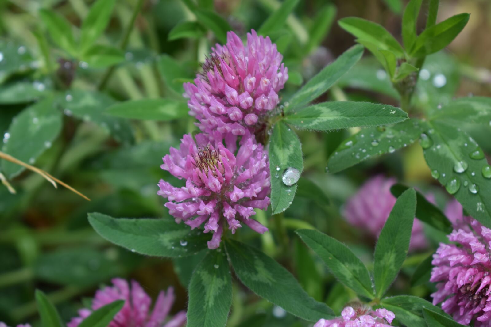 Nikon D3300 sample photo. Wet, thistle, nature photography