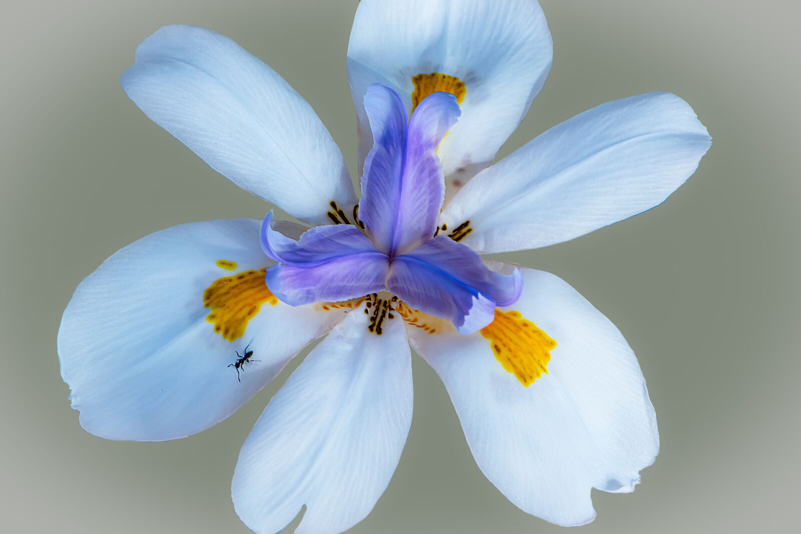 Nikon D5600 sample photo. Just flower, gentle, blossom photography