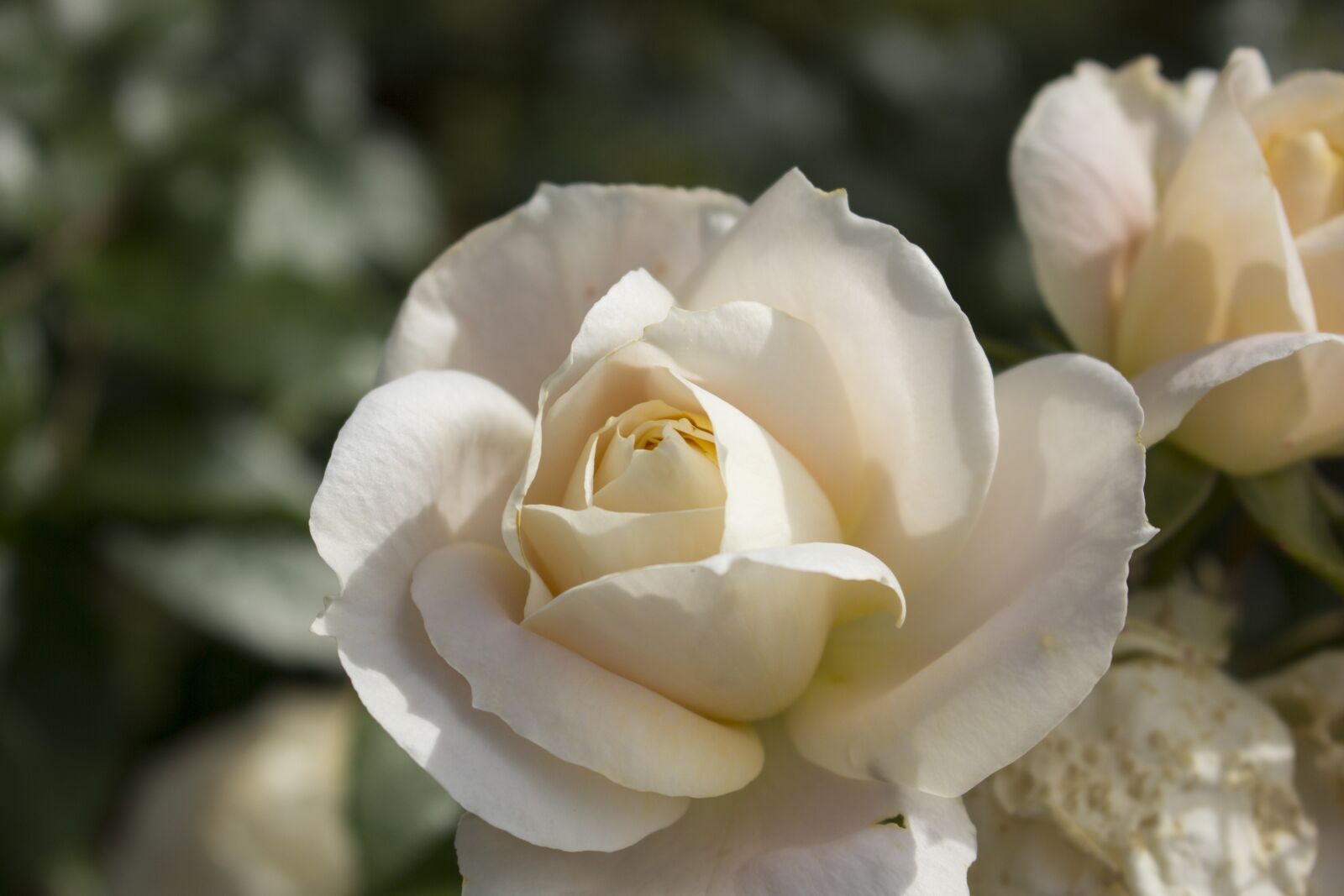 Canon EOS 60D + Canon EF-S 18-55mm F3.5-5.6 IS STM sample photo. Rose, flower, garden photography