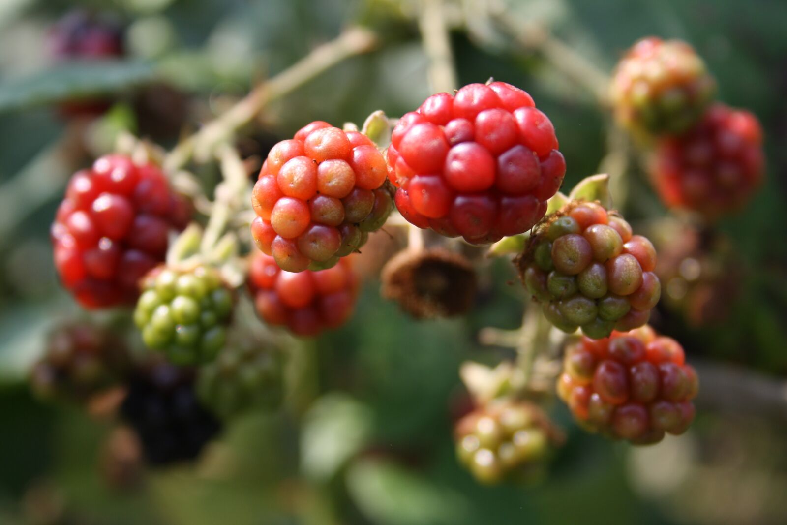 Canon EOS 1000D (EOS Digital Rebel XS / EOS Kiss F) sample photo. Blackberry, fruit, food photography