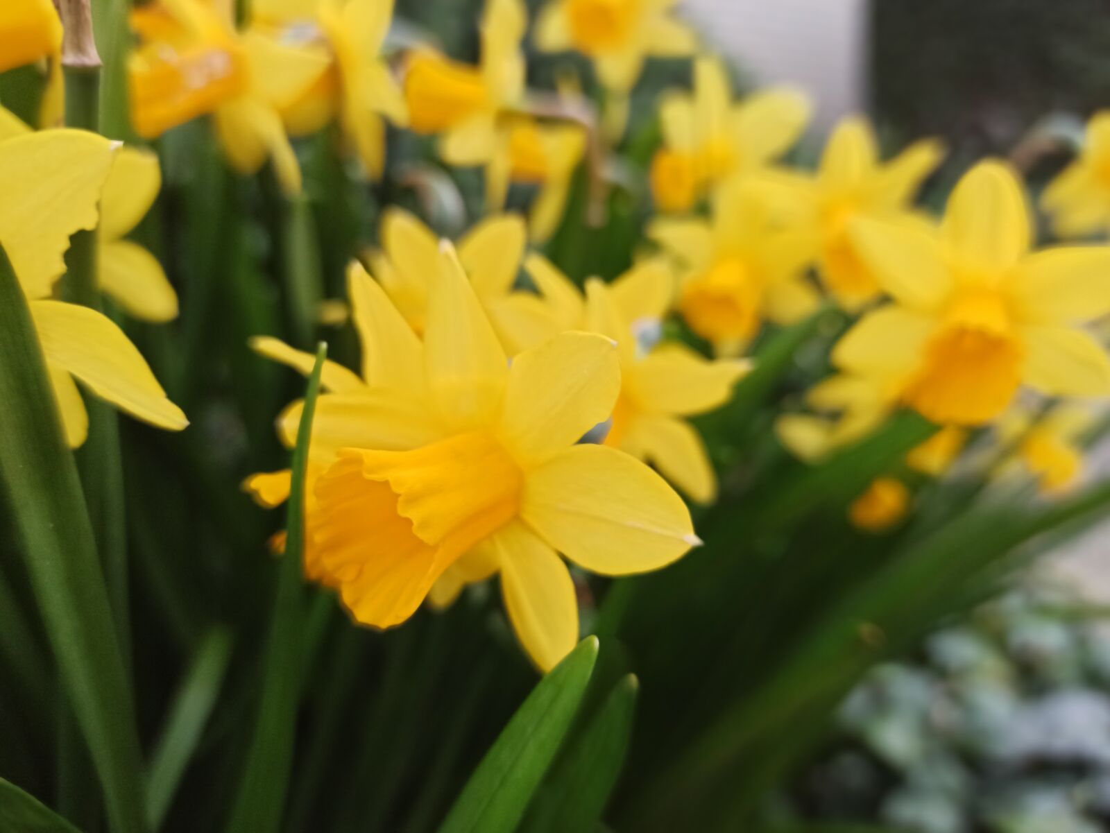 Xiaomi Redmi Note 8 Pro sample photo. Osterglocken, easter, daffodils photography