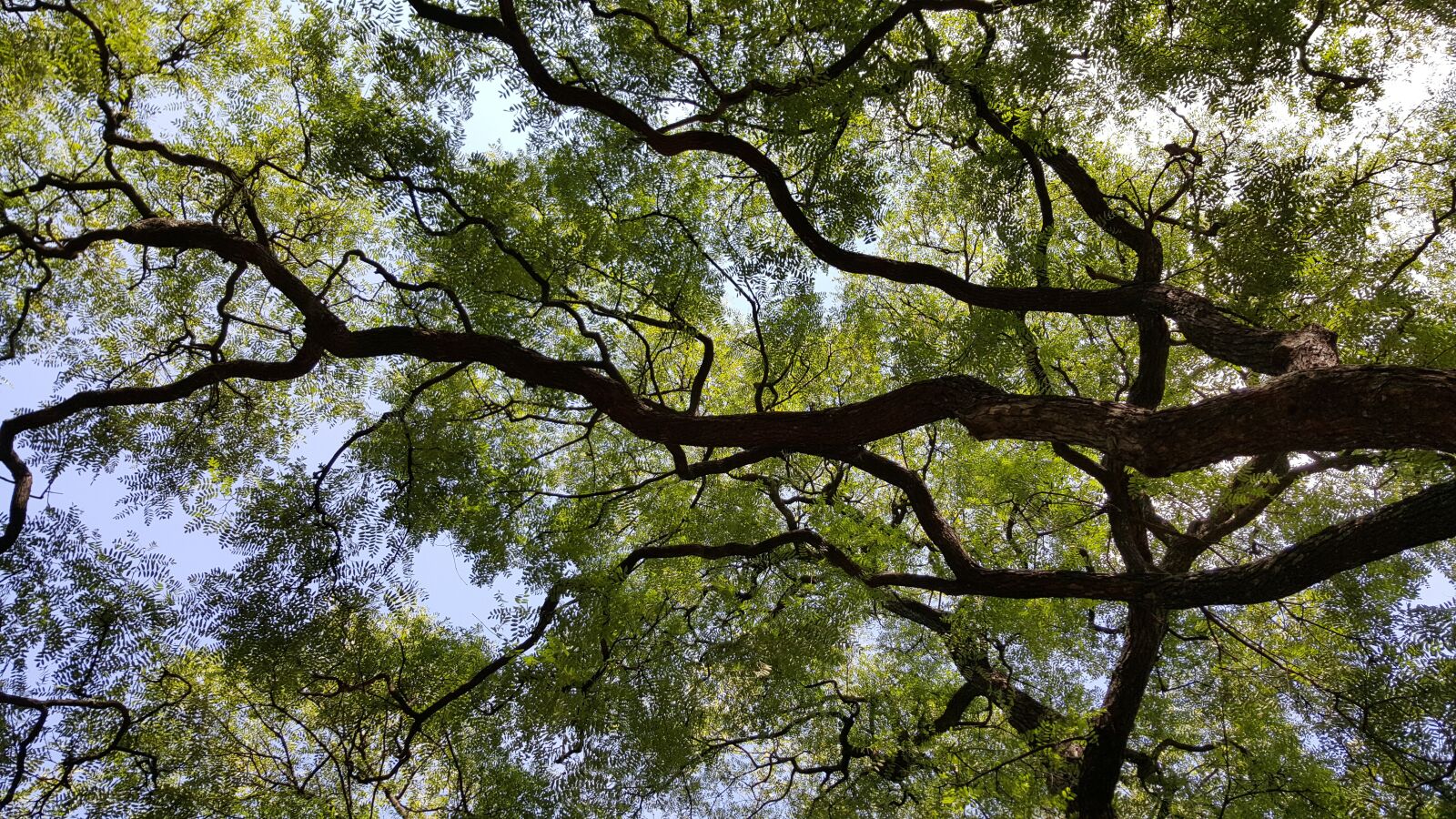 Samsung GALAXY S6 edge sample photo. Tree, nature, trees photography