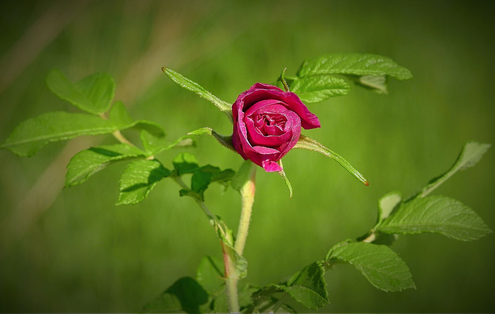 Nikon Coolpix P900 sample photo. Red rose, spring, blooming photography