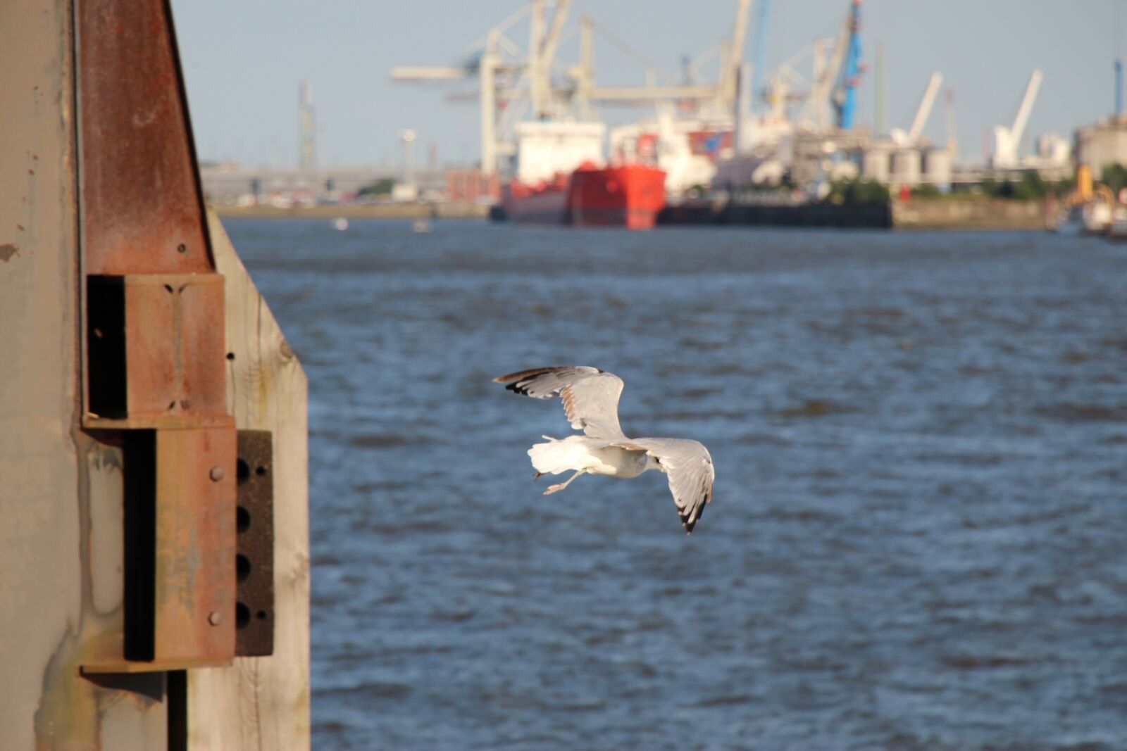 Canon EOS 650D (EOS Rebel T4i / EOS Kiss X6i) sample photo. Seagull, birds, animals photography