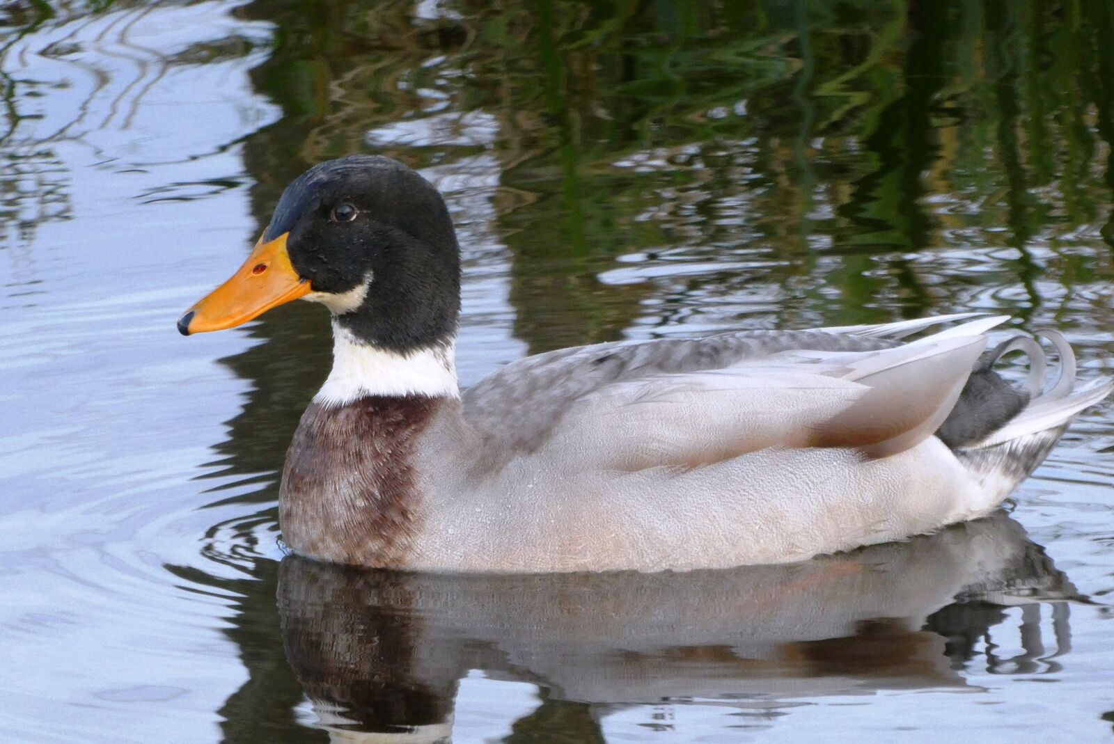 Panasonic Lumix DC-ZS70 (Lumix DC-TZ90) sample photo. Duck, reflection, ditch photography