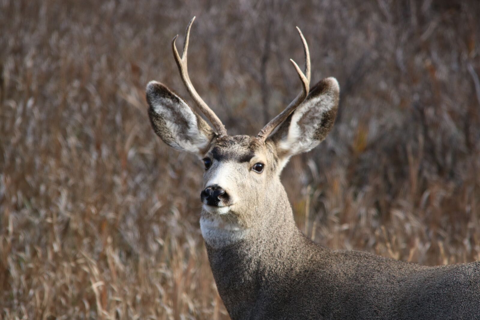 Canon EOS 750D (EOS Rebel T6i / EOS Kiss X8i) sample photo. Mule deer, buck, wildlife photography