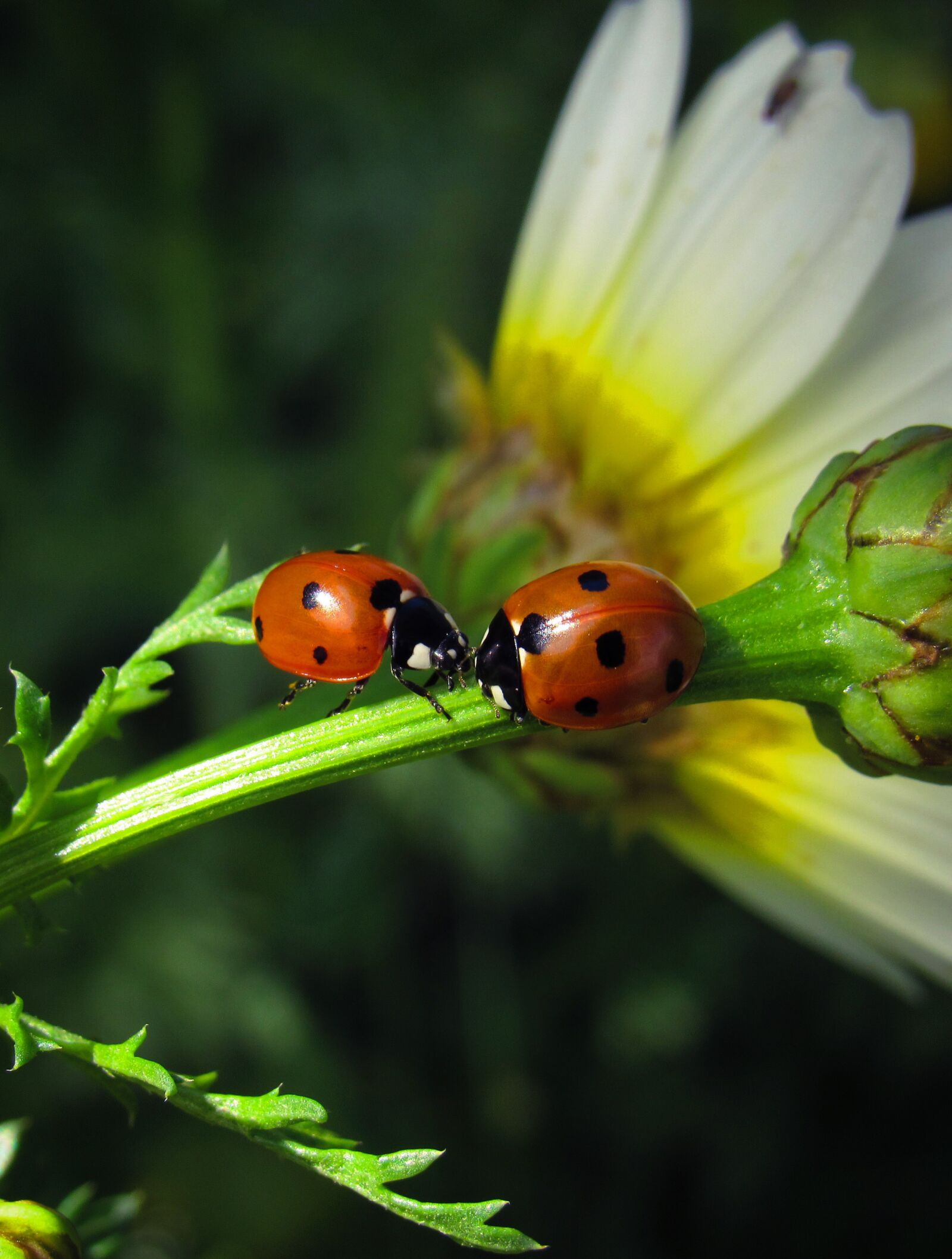 Canon PowerShot SX530 HS sample photo. First to review, bugs photography