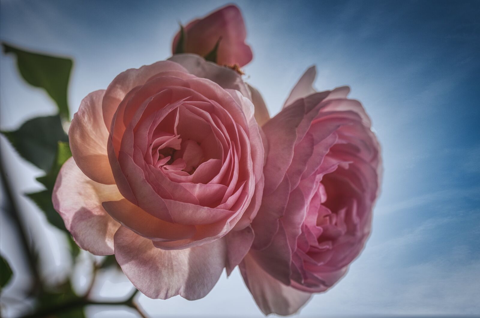 Nikon D750 sample photo. Roses, pink, flowers photography