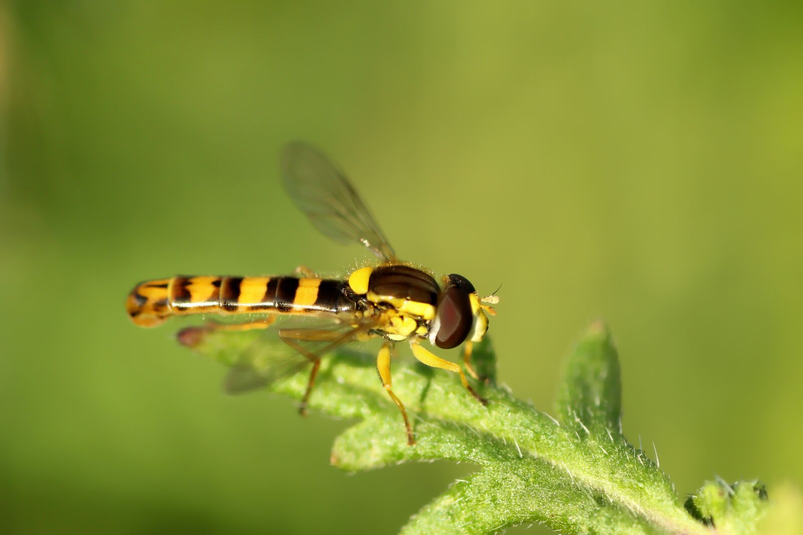Tamron SP 90mm F2.8 Di VC USD 1:1 Macro sample photo. Hover fly, fly, insect photography