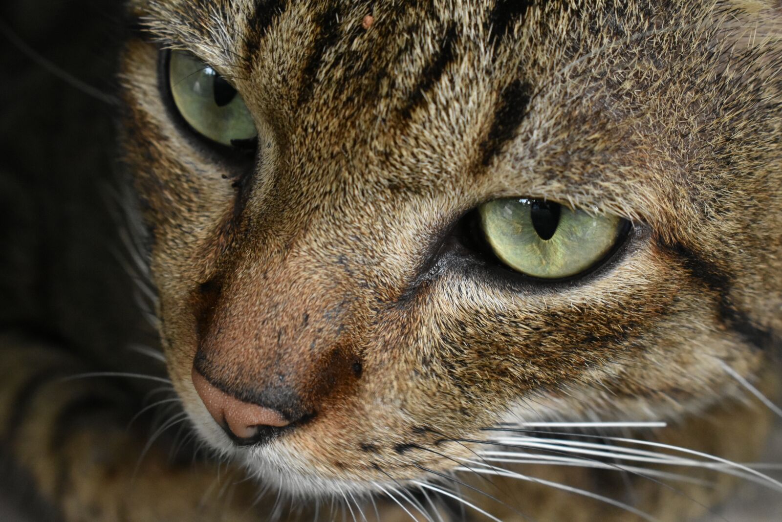 Nikon D3400 sample photo. Cat, eyes, whiskers photography