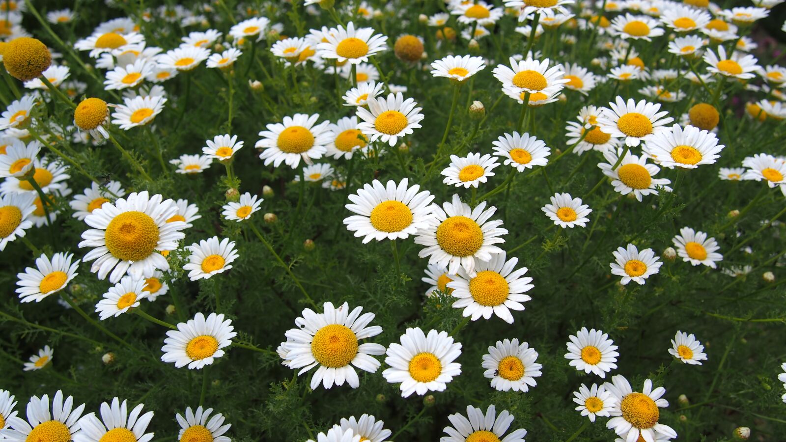 Olympus PEN E-PL6 sample photo. Flowers, chamomile, provence photography