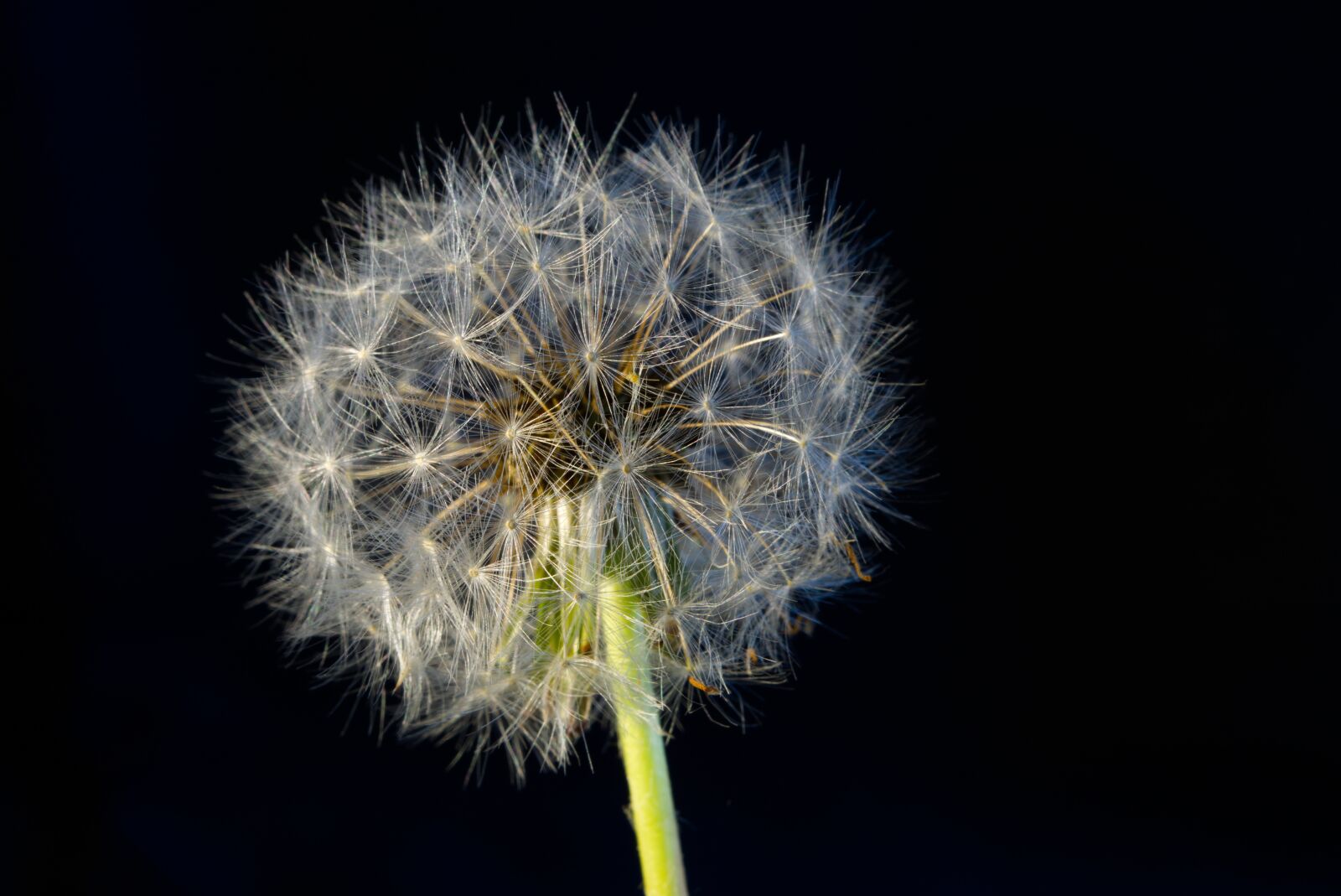 Sony a6300 + E 50mm F1.8 OSS sample photo. Dandelion, odkvitnúť, flower photography