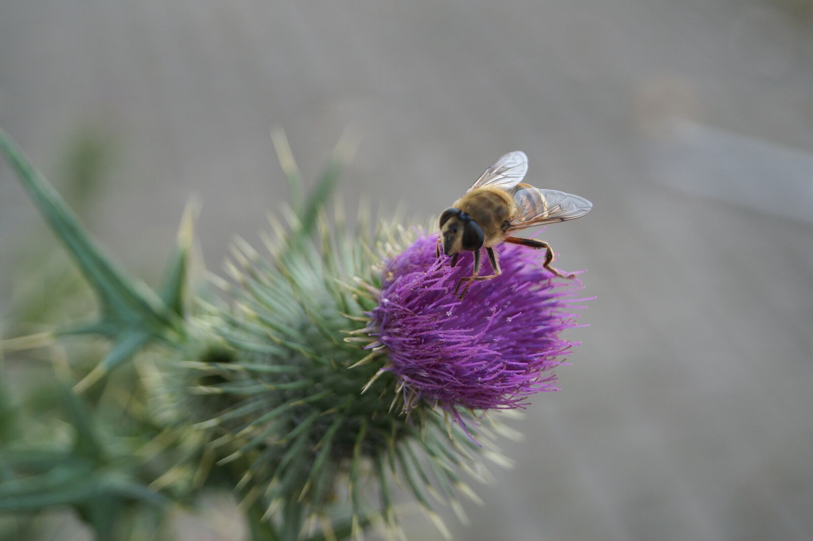 Sony DT 18-55mm F3.5-5.6 SAM II sample photo. Bee, insect, blossom photography