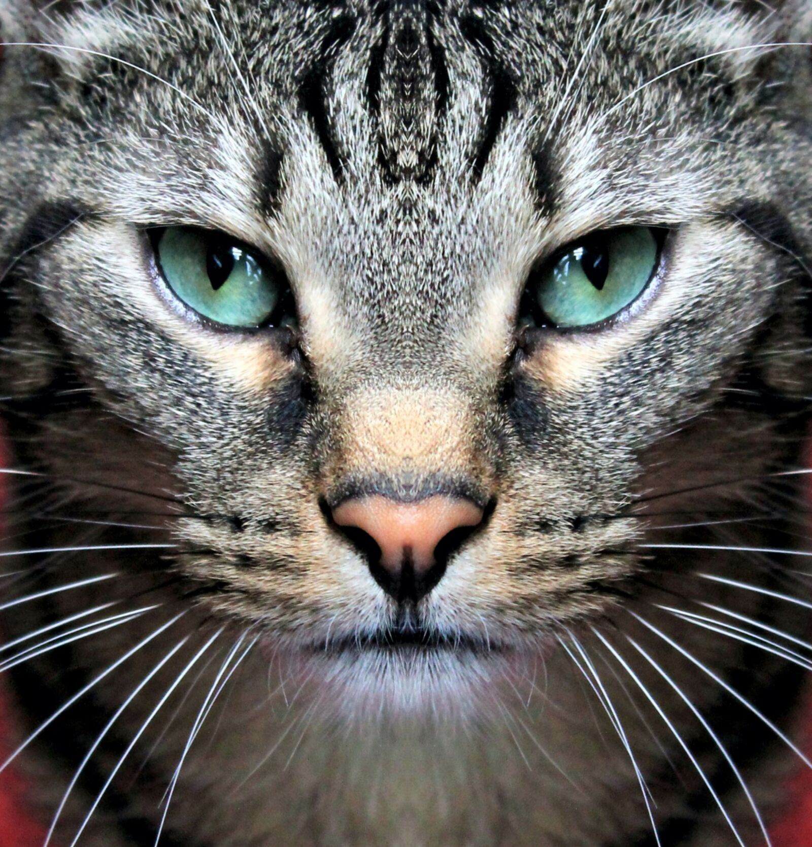 Canon EOS 1100D (EOS Rebel T3 / EOS Kiss X50) sample photo. Cat, eyes, animal photography
