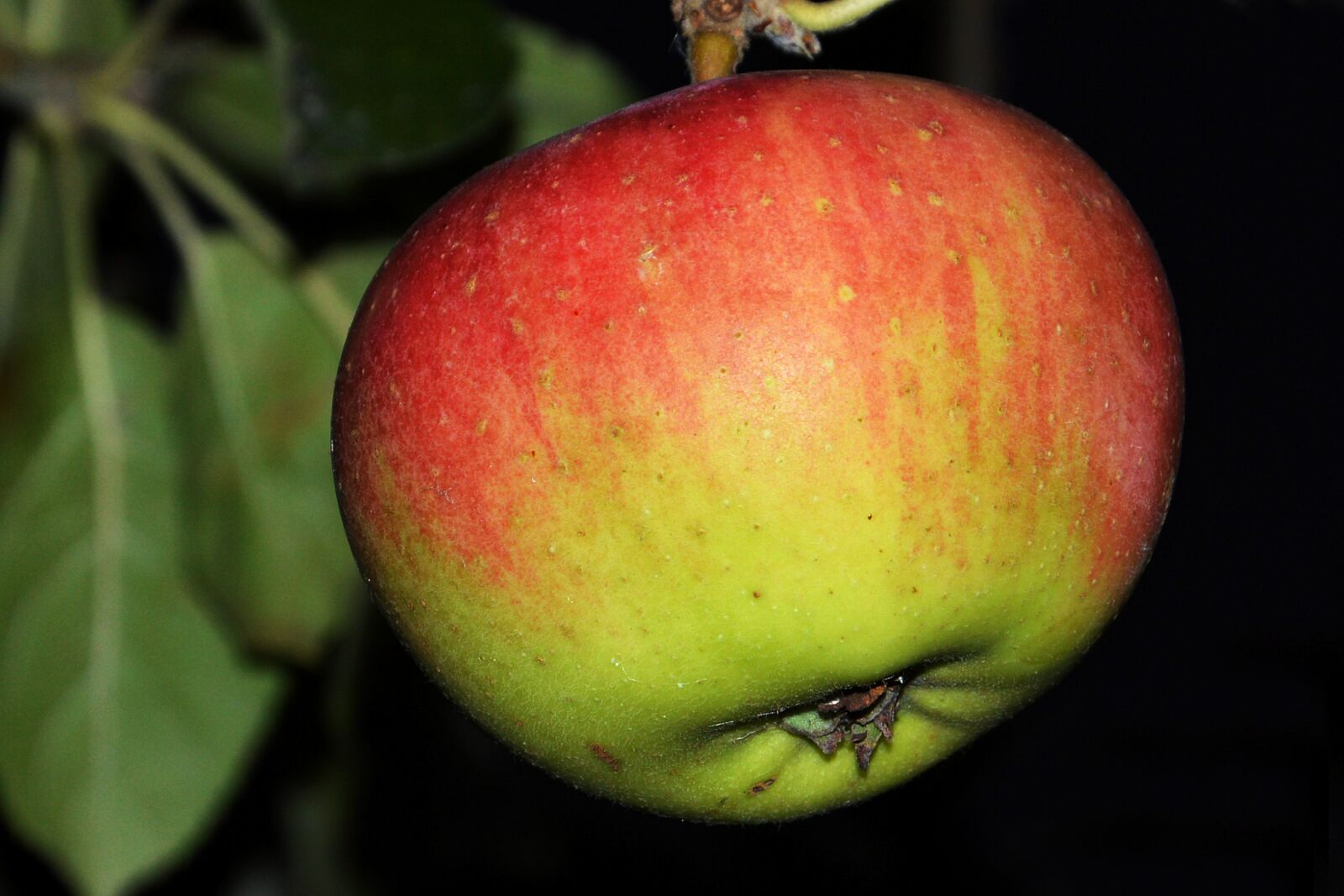 Nikon D3200 sample photo. Apple, apple tree, leaves photography