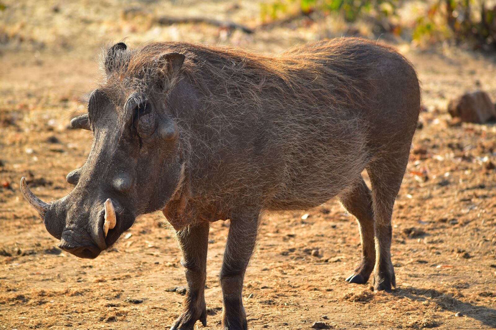 Nikon D5500 sample photo. Warthog, africa, animal photography