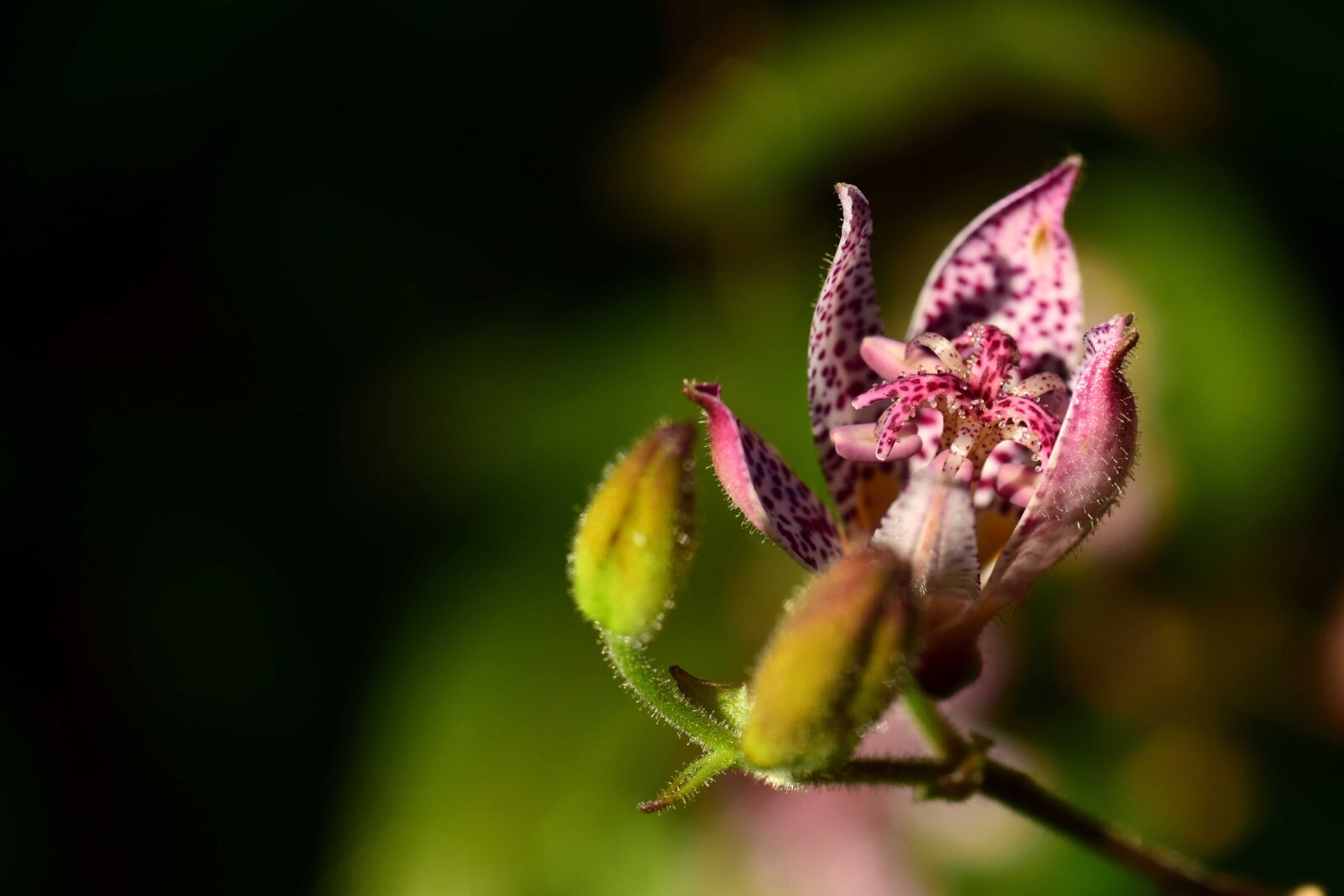 Nikon D3300 sample photo. Leaf, nature, flower, herb photography