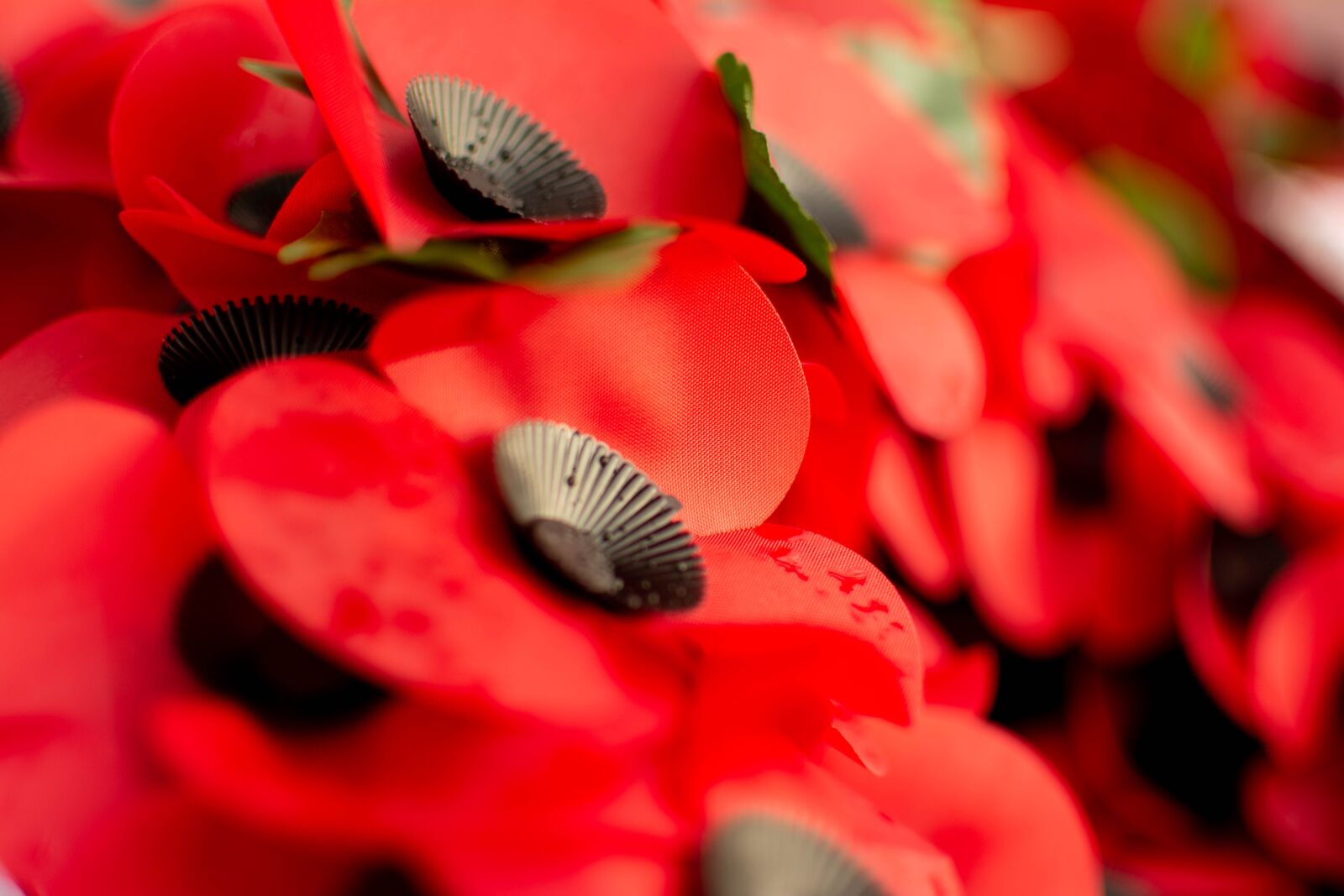 Nikon D5200 sample photo. Poppies, poppy, plastic poppy photography