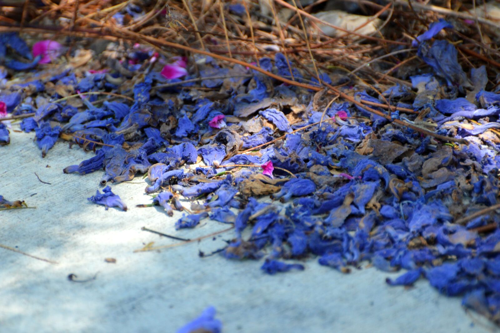Nikon D3200 sample photo. Flowers, petals, jacaranda photography