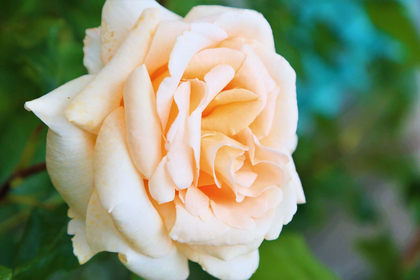 Canon EOS 5D Mark III sample photo. Rose, spring, nature photography