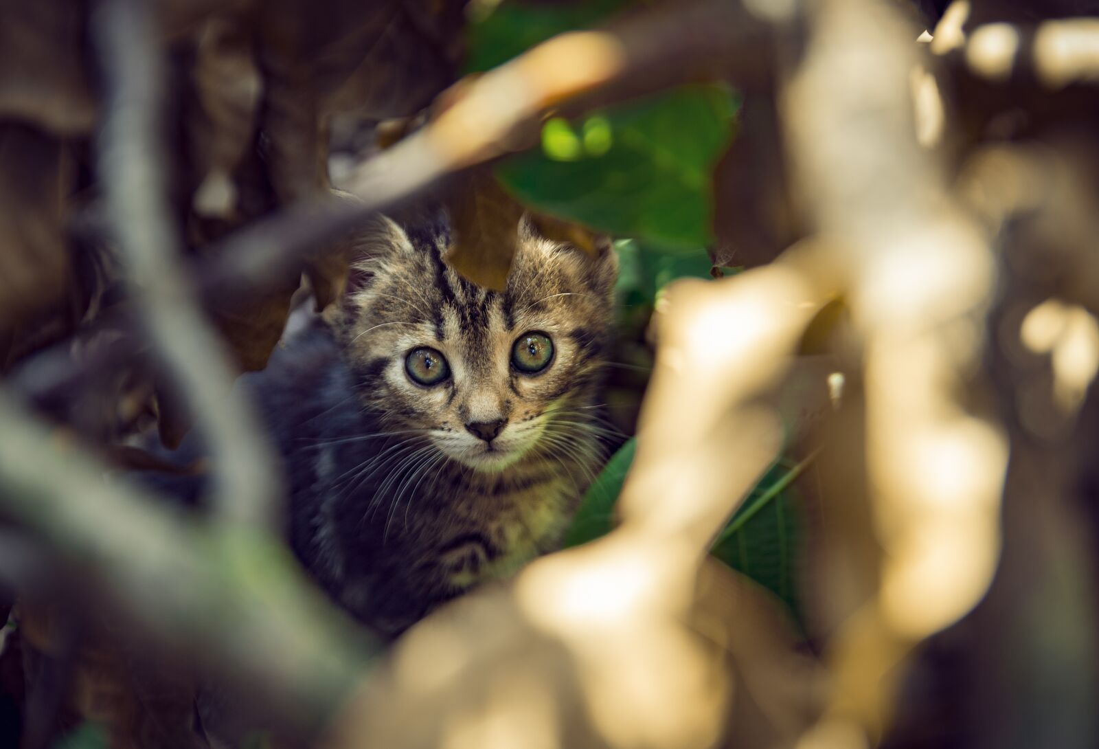 Nikon D7100 sample photo. Kitten, gray cat, kitty photography