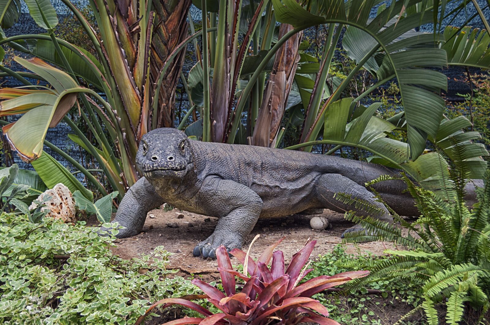 Nikon D3200 sample photo. Varano, lizard, reptile photography