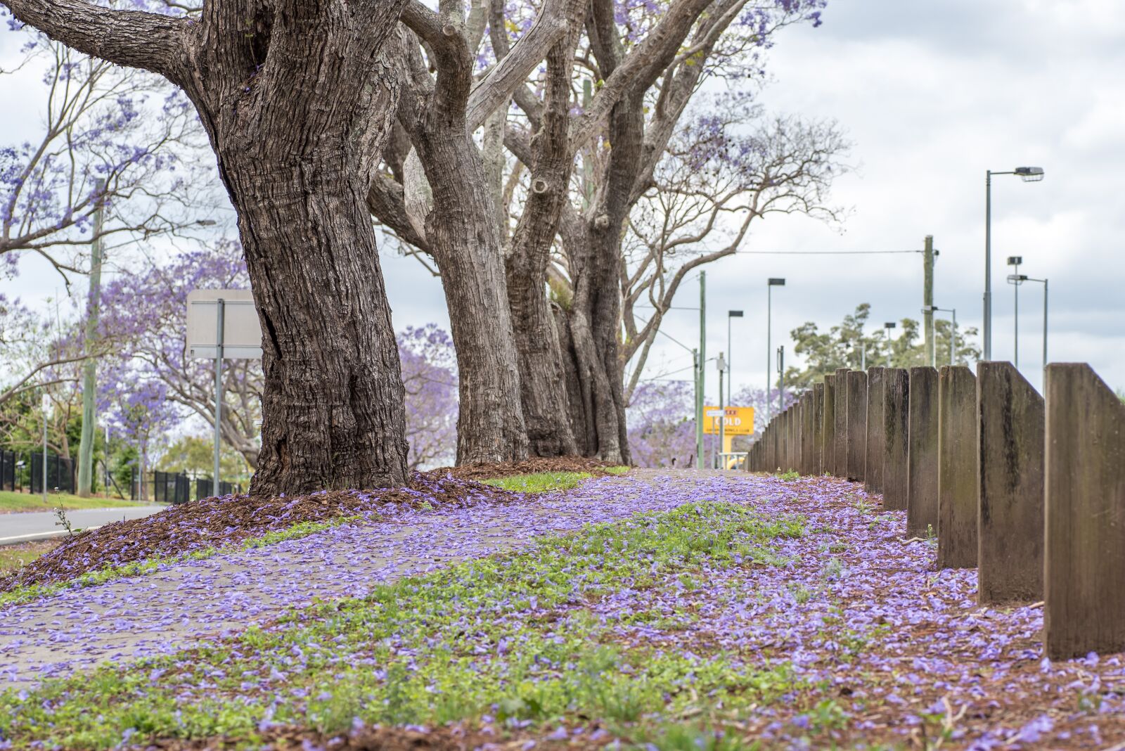 Nikon D750 sample photo. Jacaranda, australia, purple photography