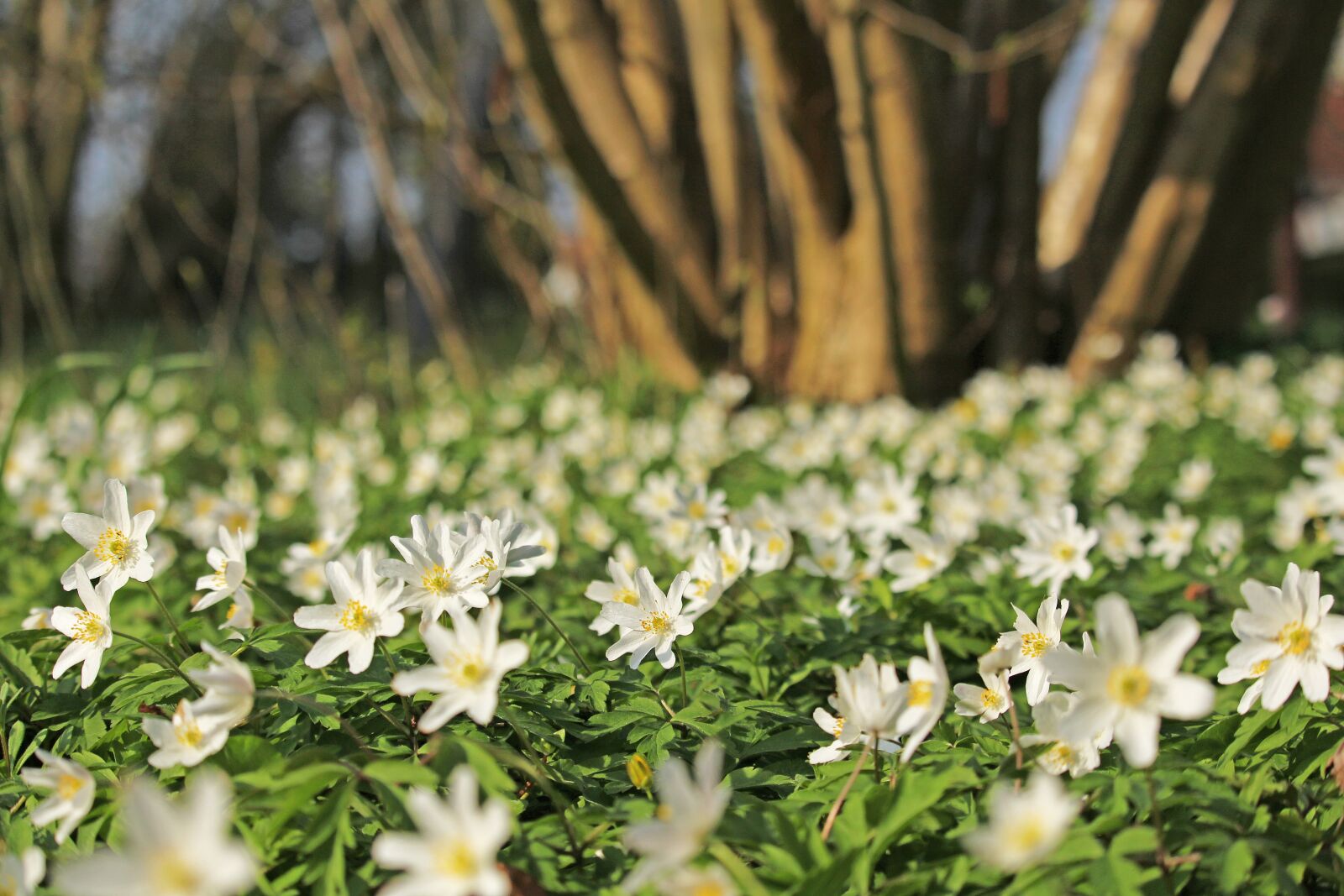 Canon EF-S 55-250mm F4-5.6 IS STM sample photo. Wood anemone, forest flower photography