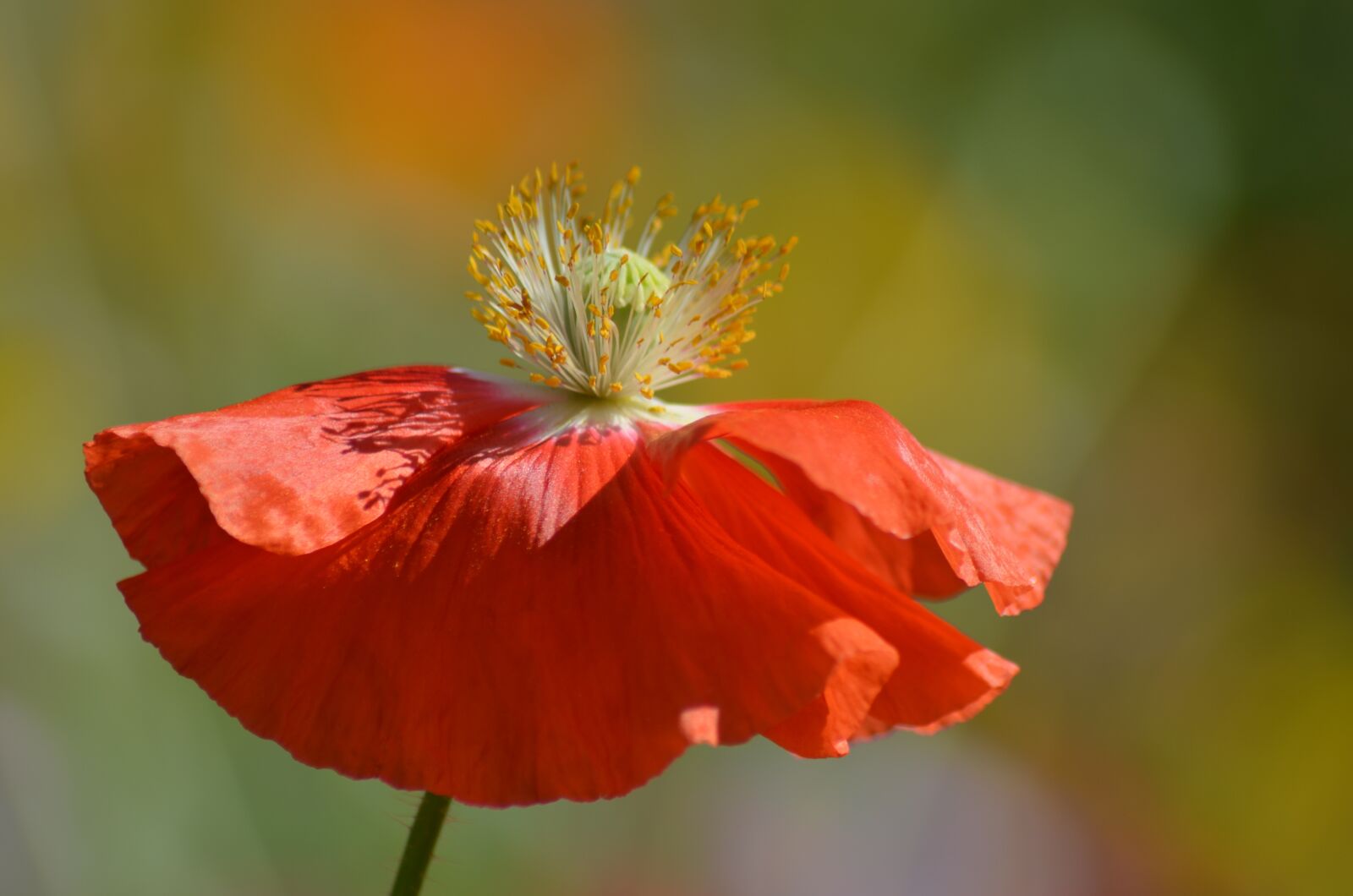 Nikon D5100 sample photo. Nature, flower, plant photography