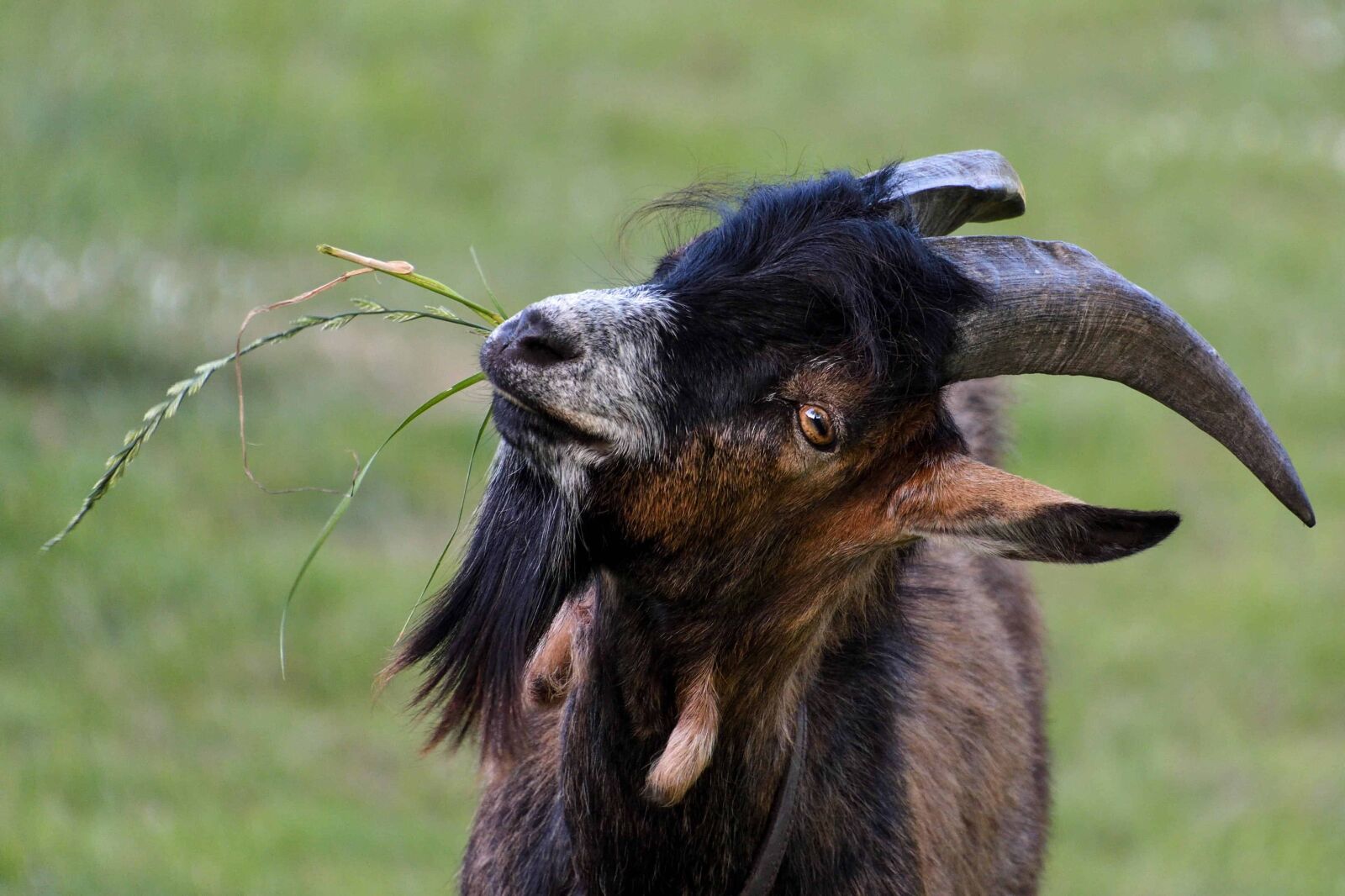 Nikon D500 sample photo. Nature, grass, animal, outdoor photography