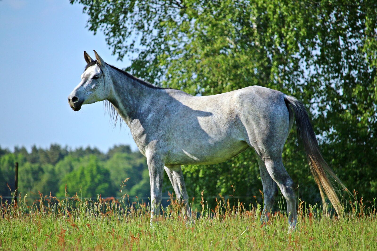 Canon EOS 100D (EOS Rebel SL1 / EOS Kiss X7) sample photo. Mold, horse, thoroughbred arabian photography