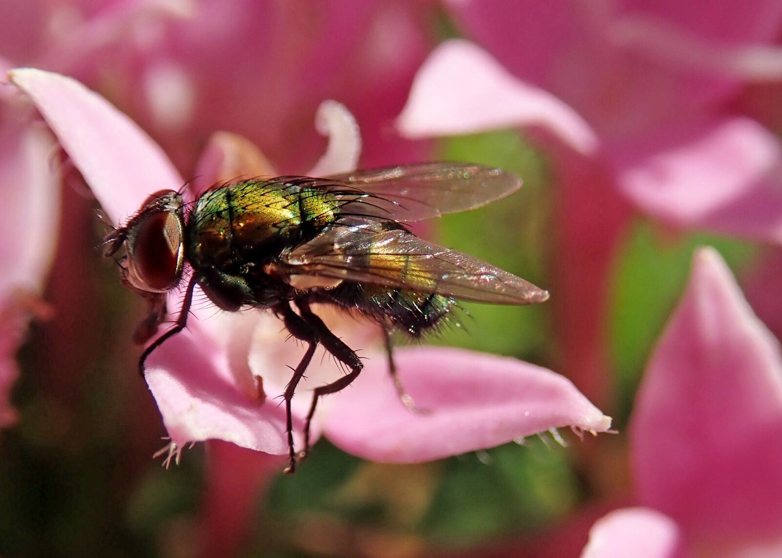 Olympus TG-5 sample photo. Fly, insect, pink photography
