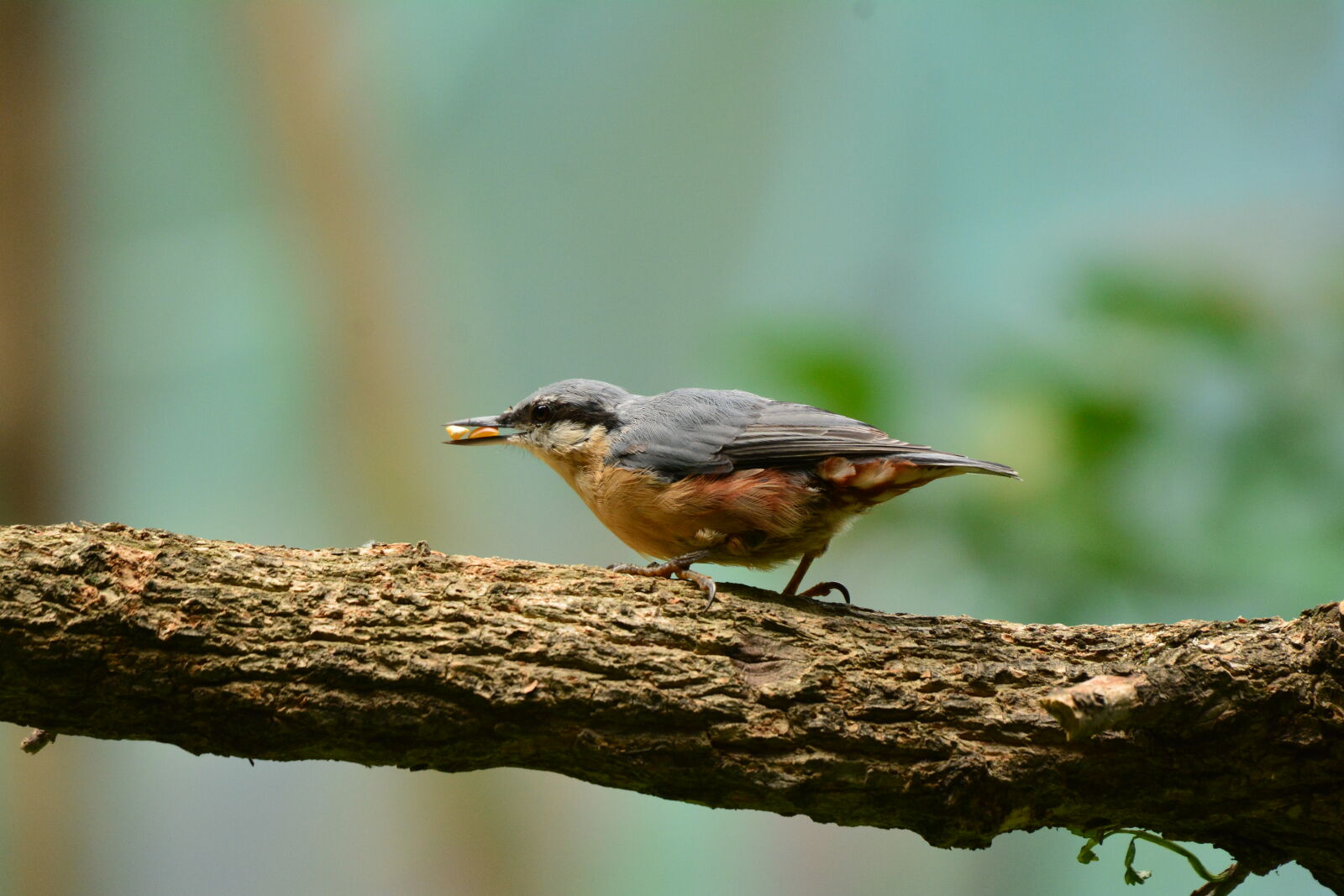 Nikon D7100 sample photo
