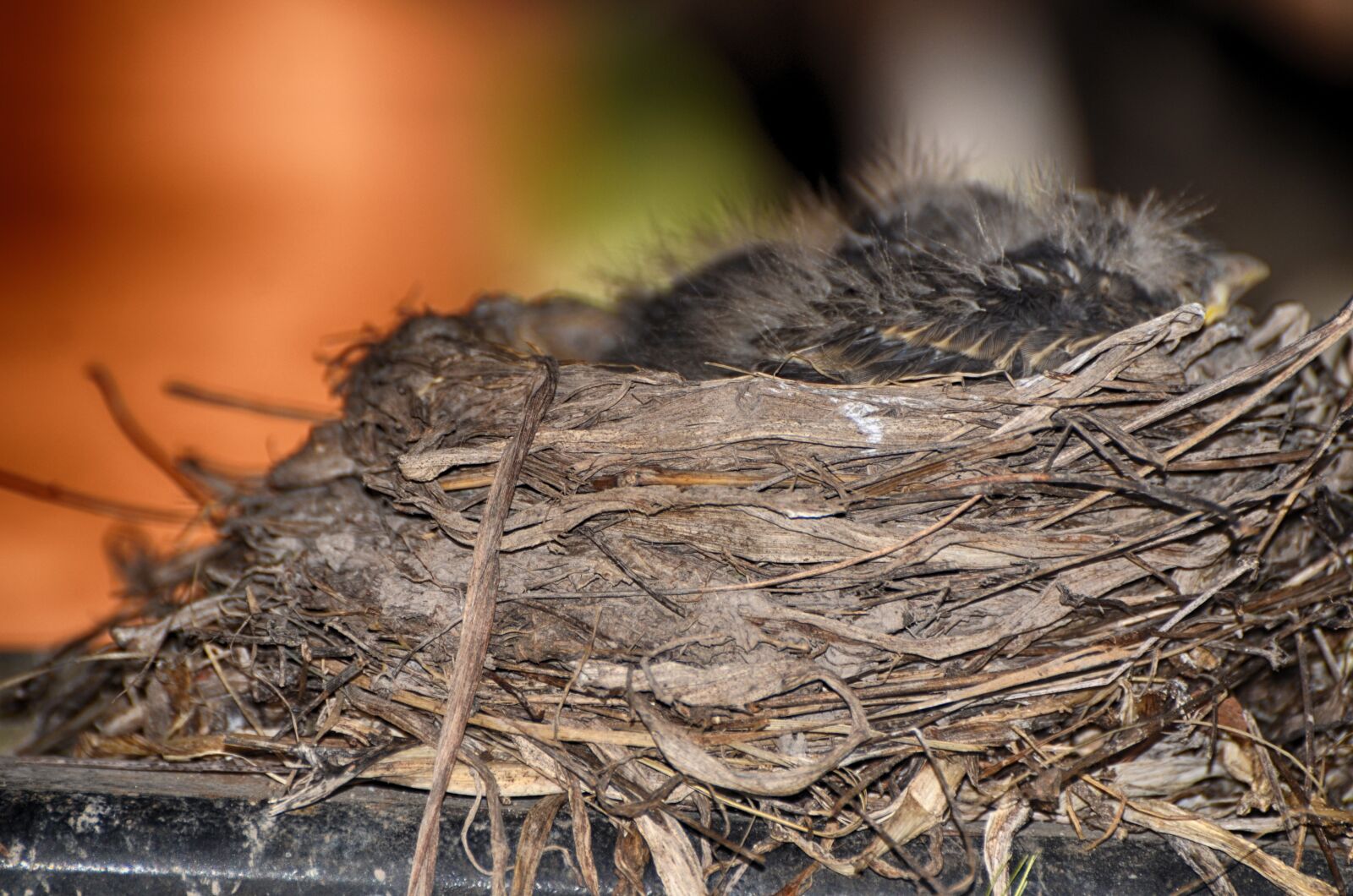 Nikon D7000 sample photo. American, robbin, nest photography