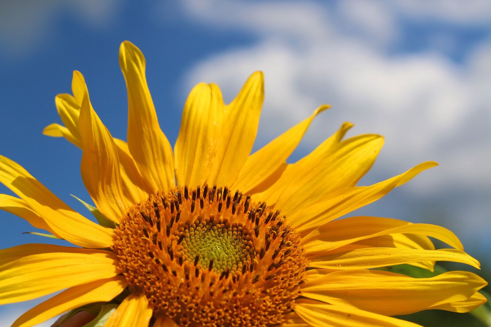 Canon EOS 70D + Canon EF 50mm F1.8 II sample photo. Sunflower, sky, yellow photography