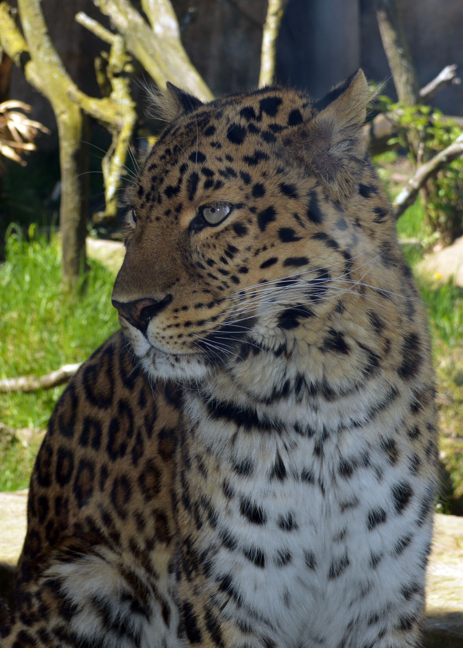 Nikon D3200 sample photo. Jaguar, zoo, feline photography