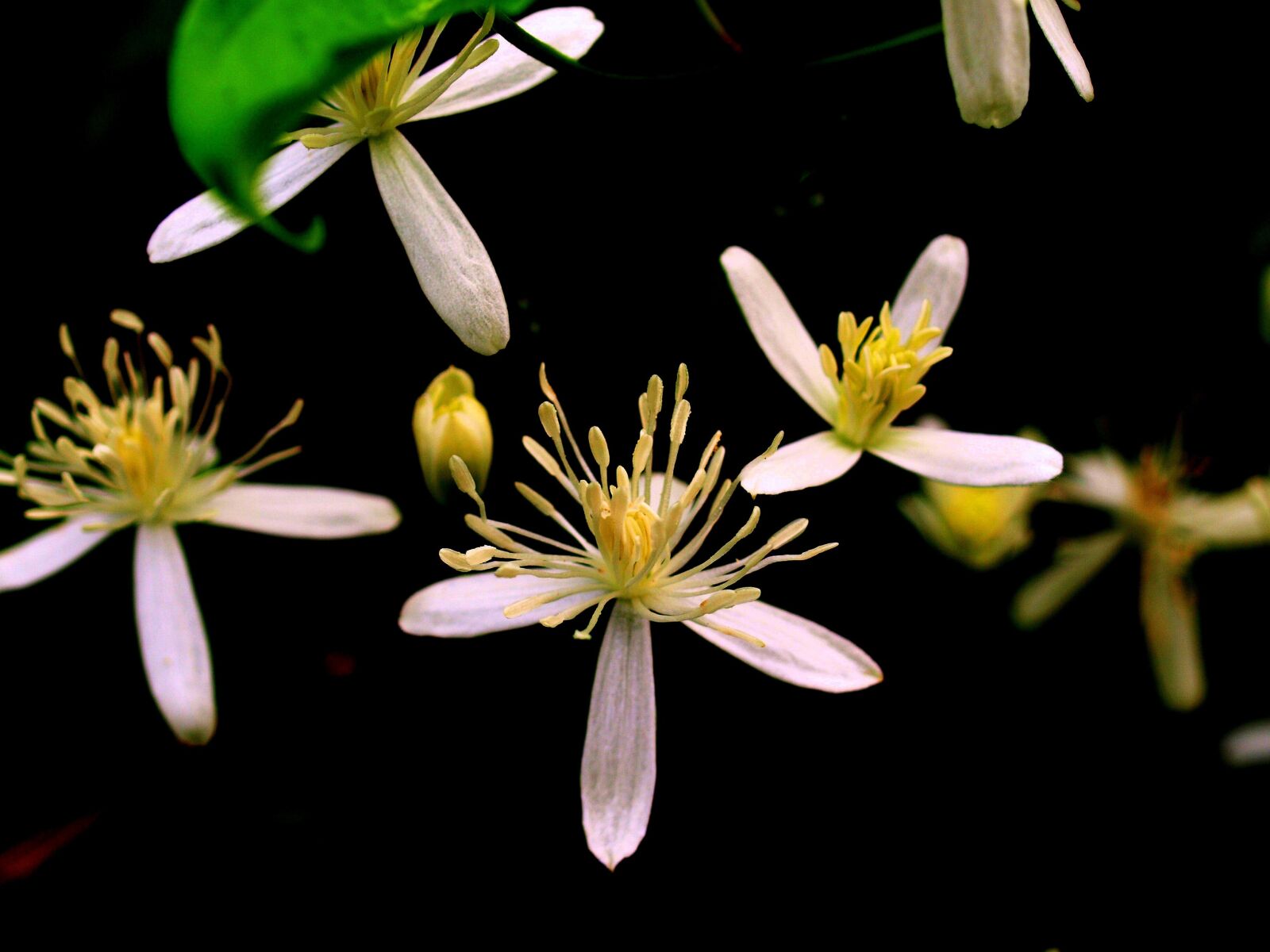 Olympus E-510 (EVOLT E-510) sample photo. Natural, plant, flowers photography