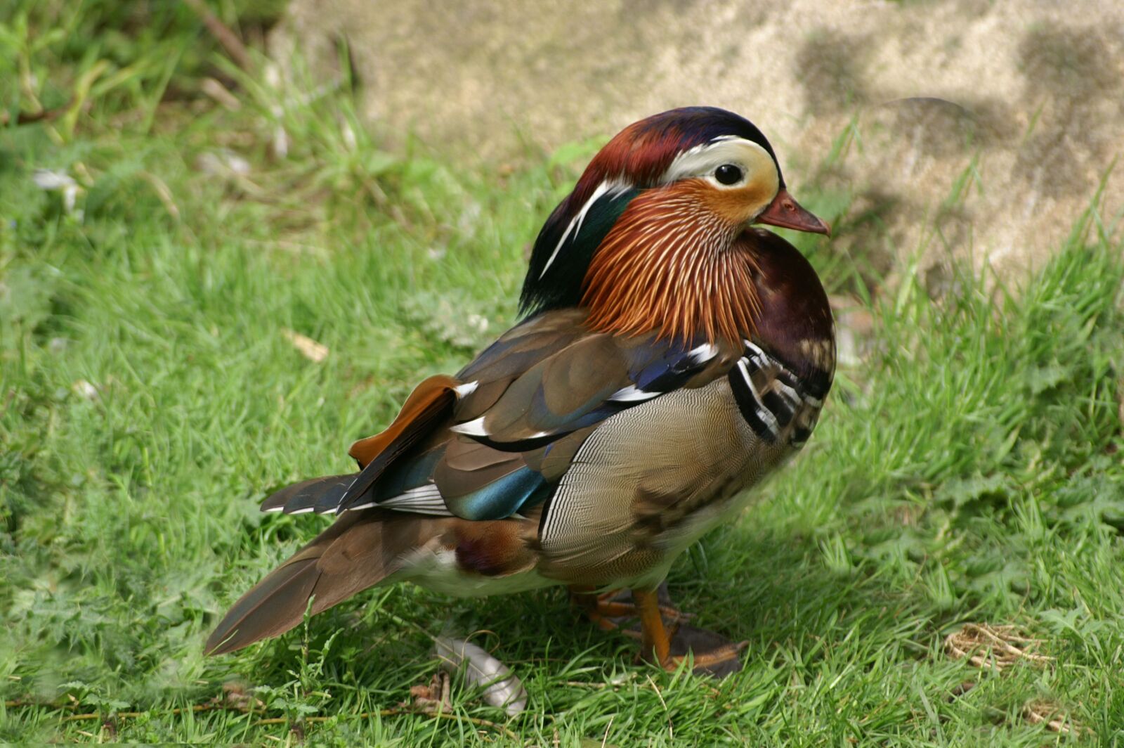 KONICA MINOLTA DYNAX 7D sample photo. Duck, foreign, colorful photography