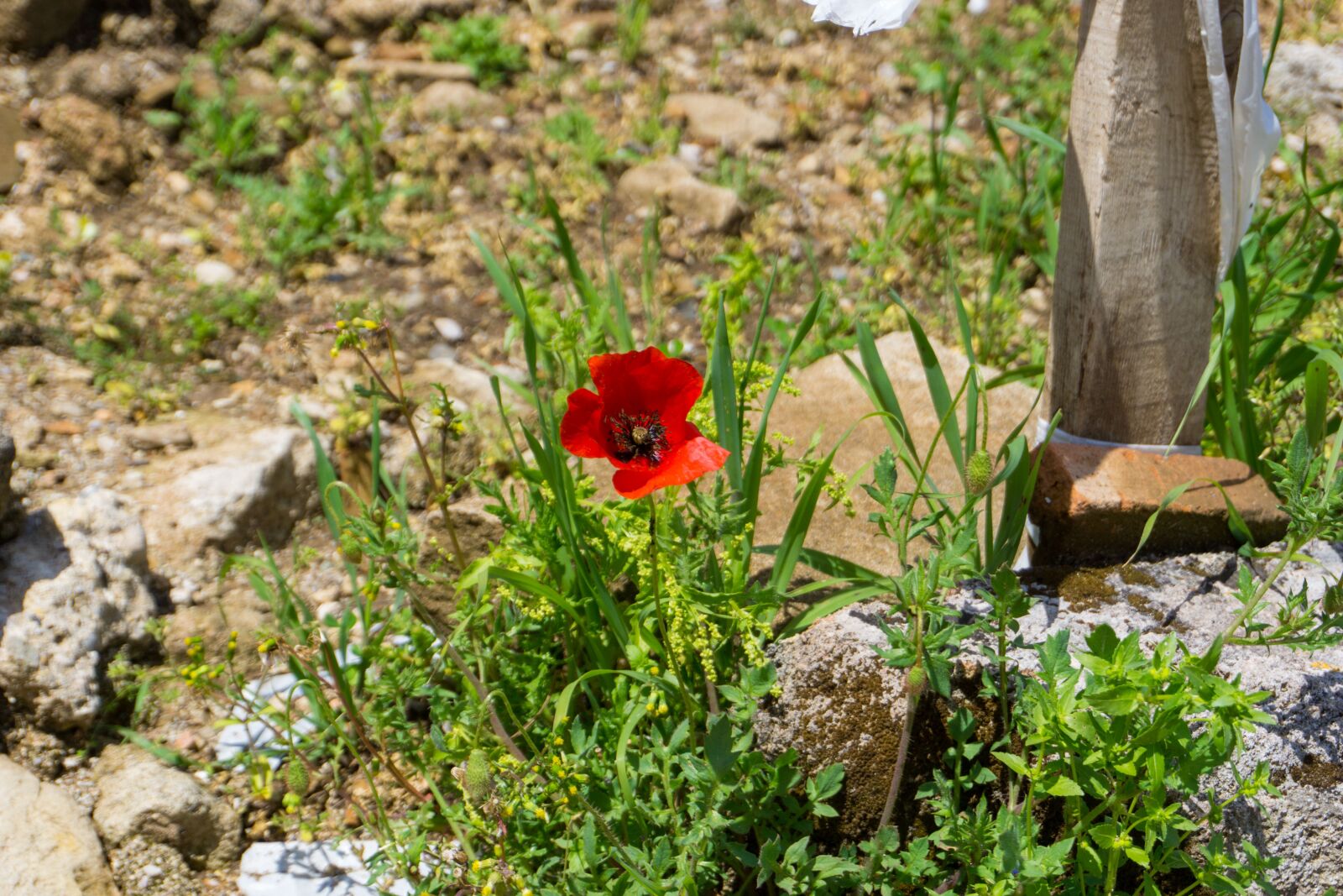 Sony E 16-50mm F3.5-5.6 PZ OSS sample photo. Turkey, flower, nature photography
