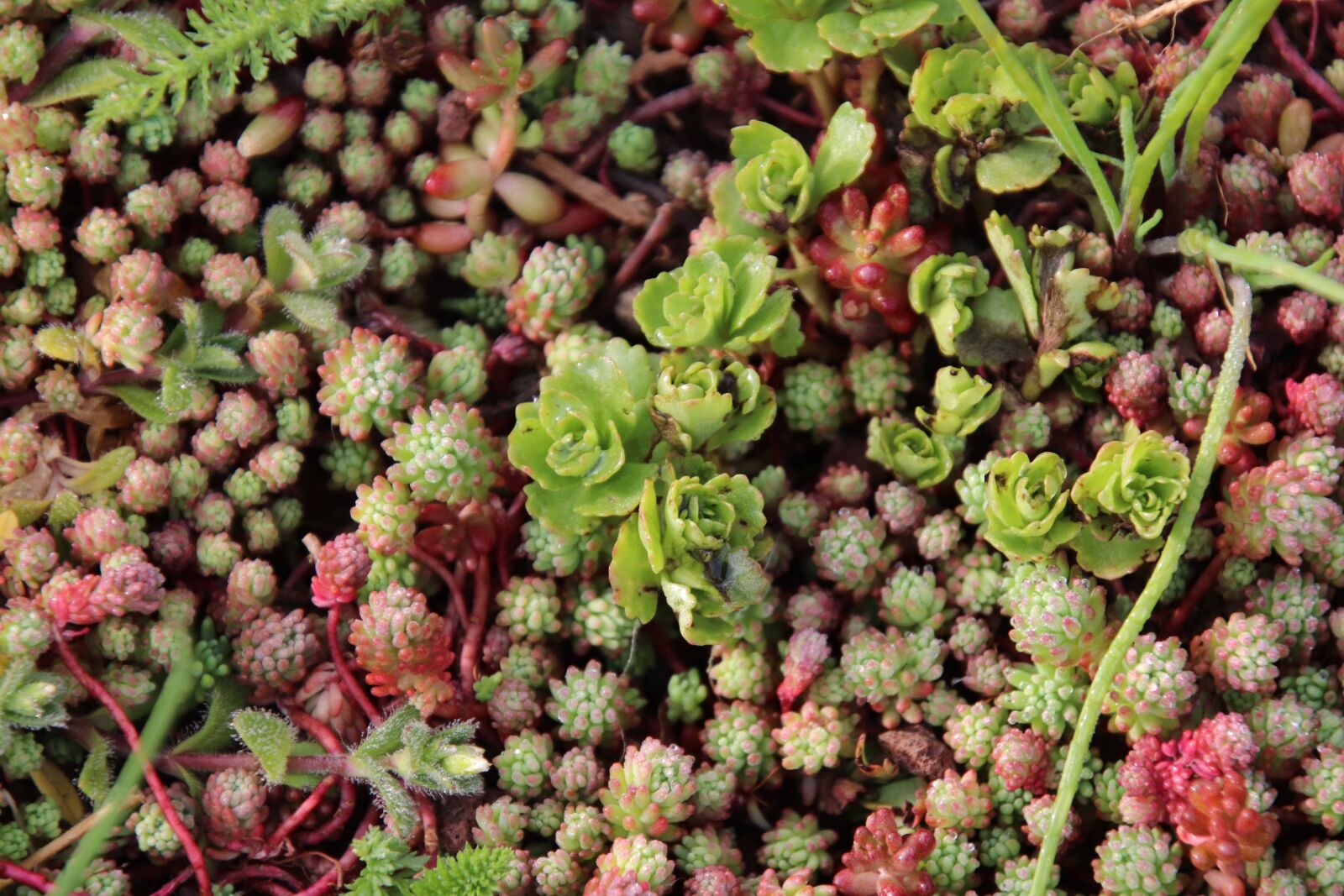 Canon EOS 800D (EOS Rebel T7i / EOS Kiss X9i) sample photo. Succulents and groundcover, cacti photography