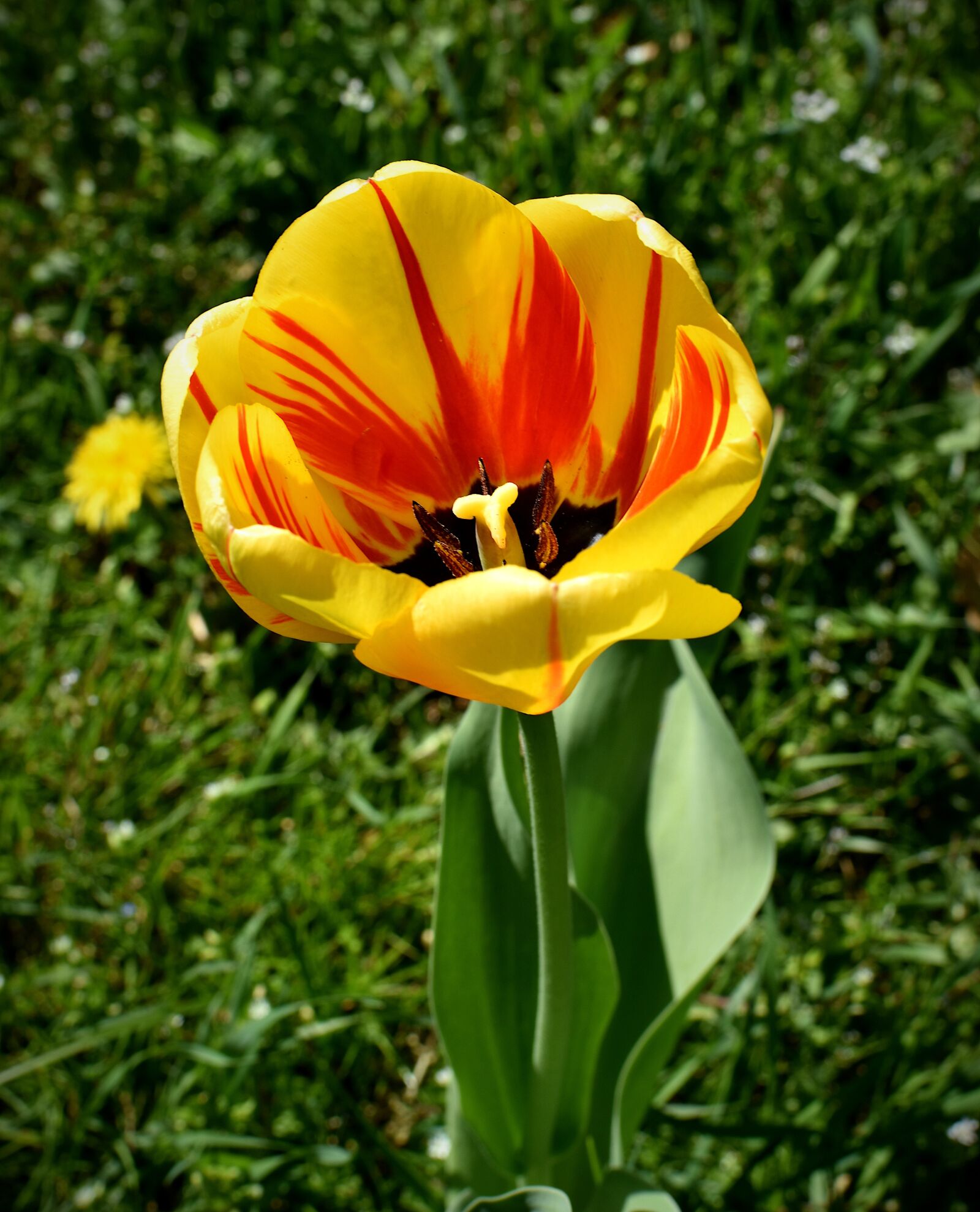 Nikon D5600 sample photo. Plant, nature, flower photography