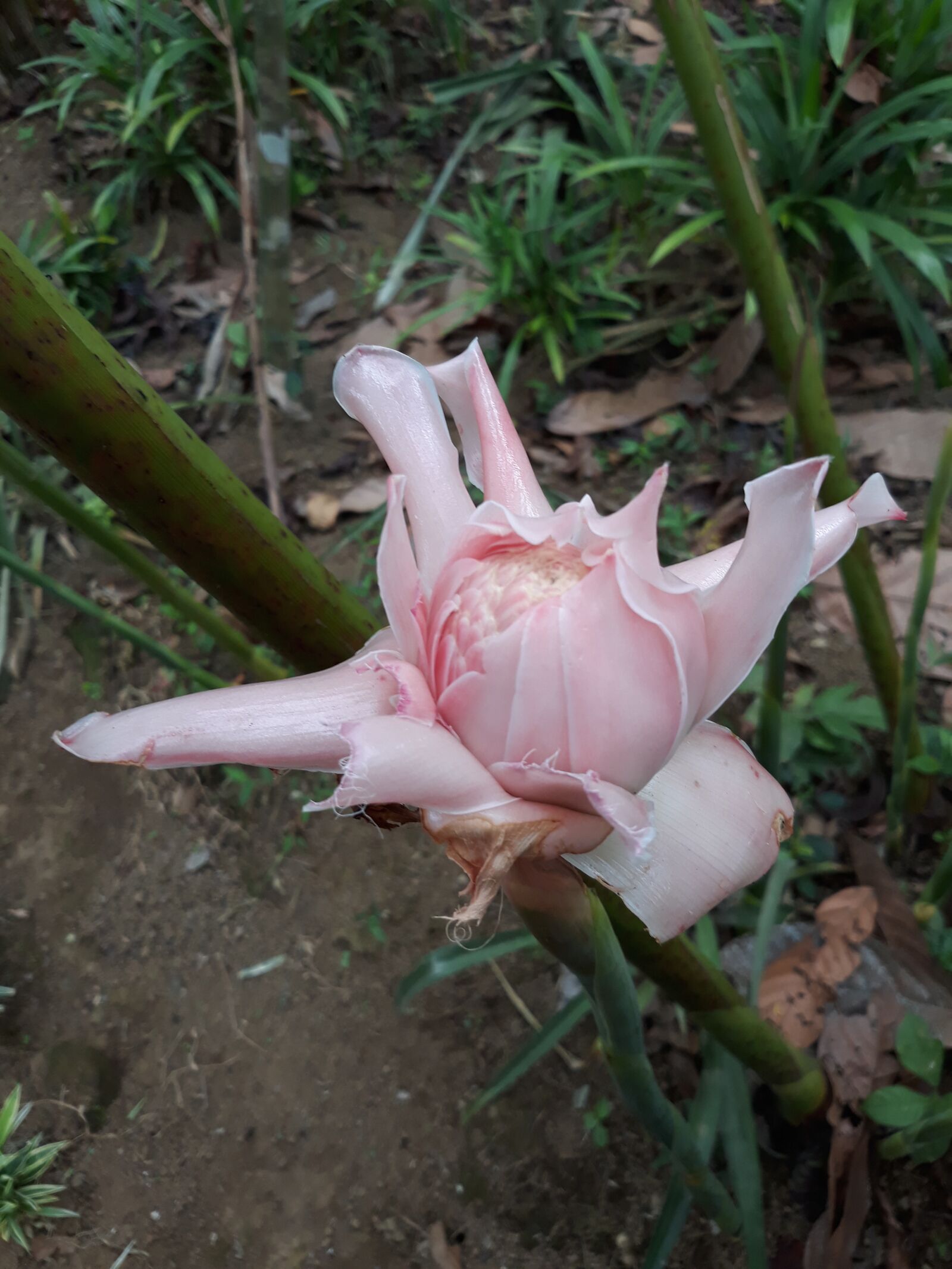 Samsung Galaxy J7 Pro sample photo. Flower, plant, natural photography