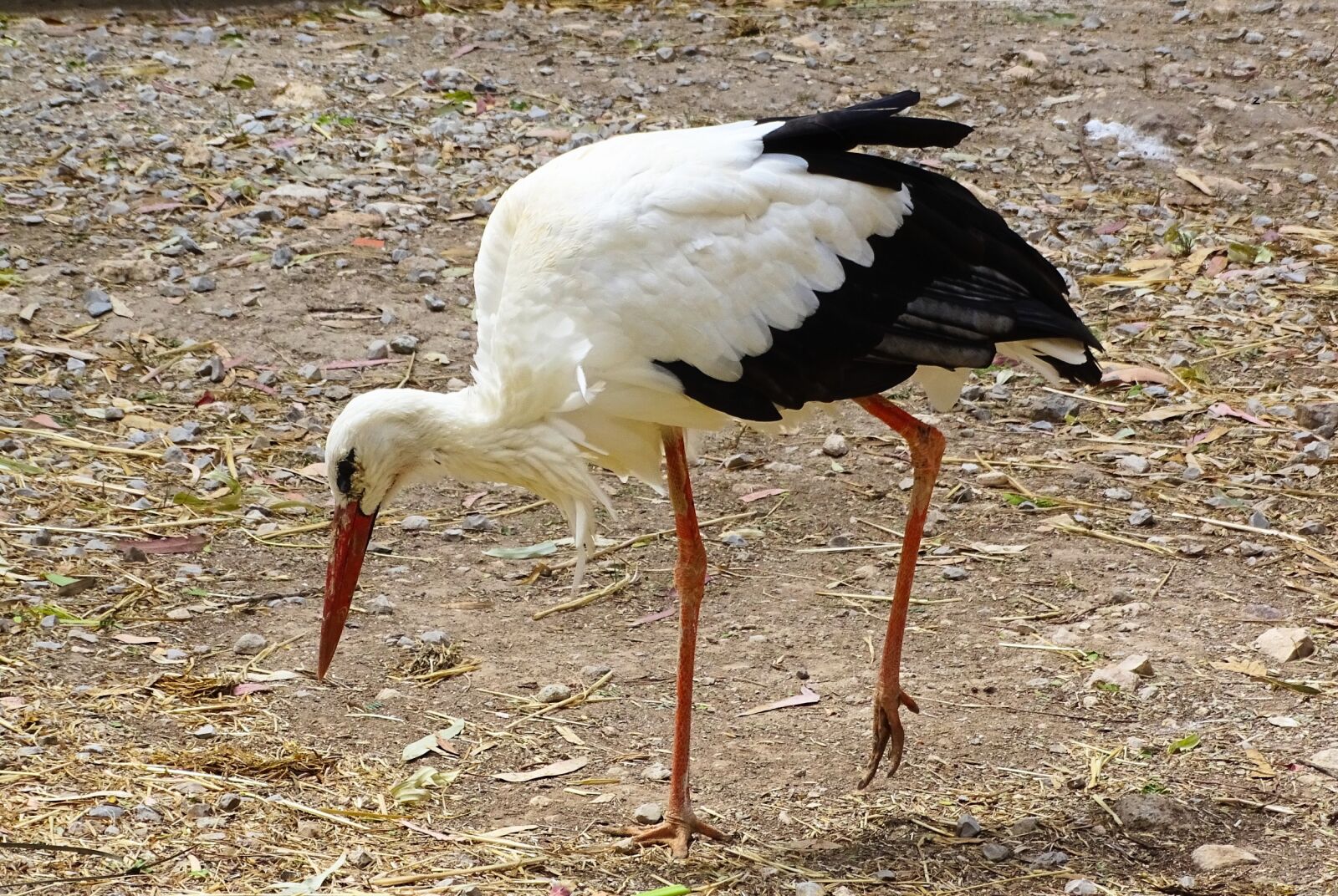 Sony Cyber-shot DSC-HX400V sample photo. Stork, bird, animal photography