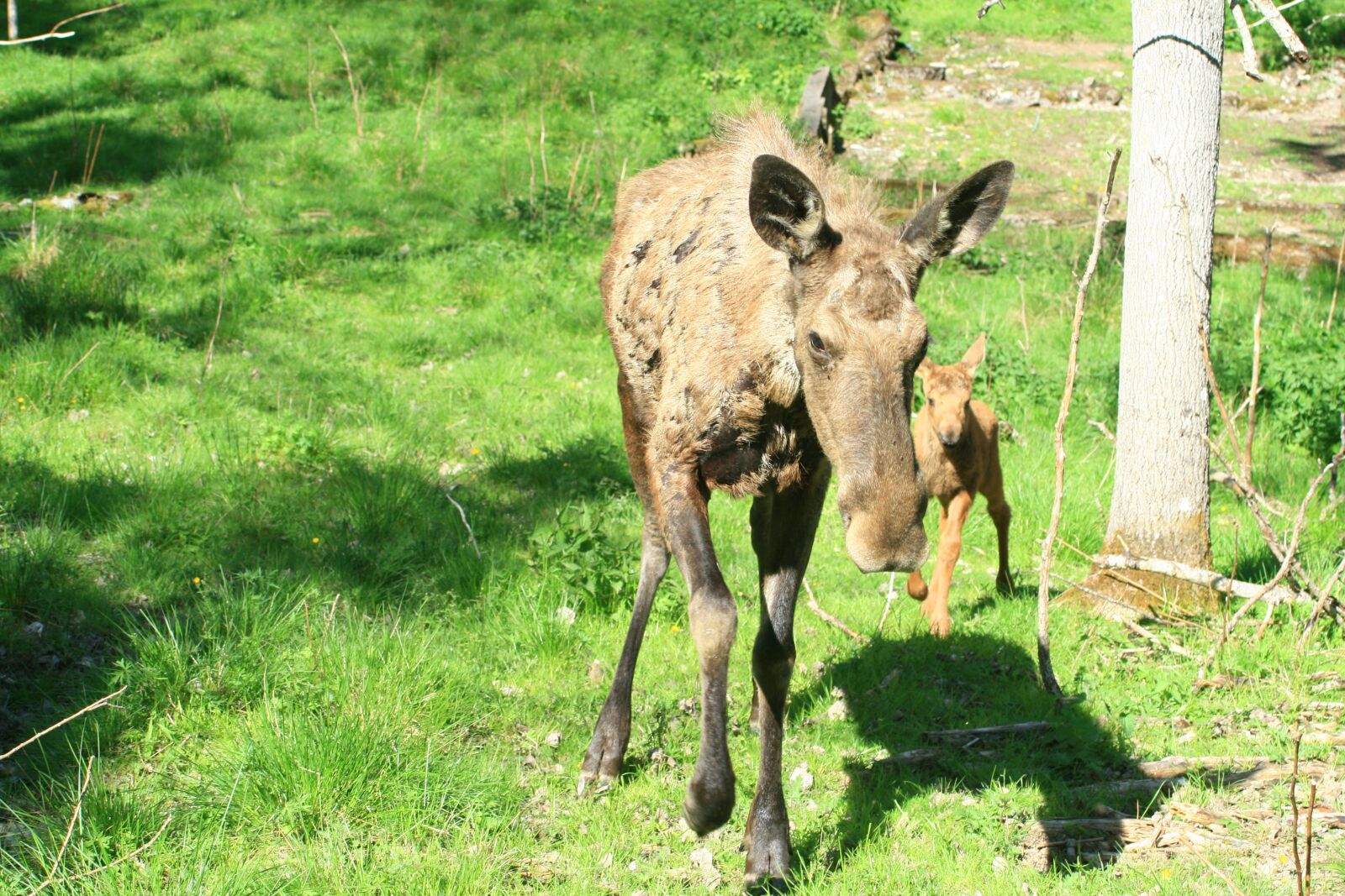 Canon EOS 400D (EOS Digital Rebel XTi / EOS Kiss Digital X) sample photo. Moose, wild animal, moose photography
