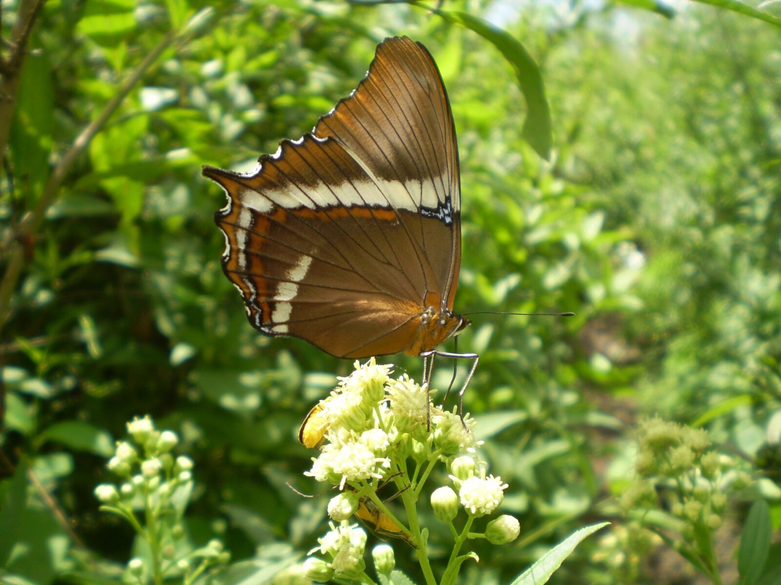 Olympus FE210,X775 sample photo. Butterfly, large, wings photography